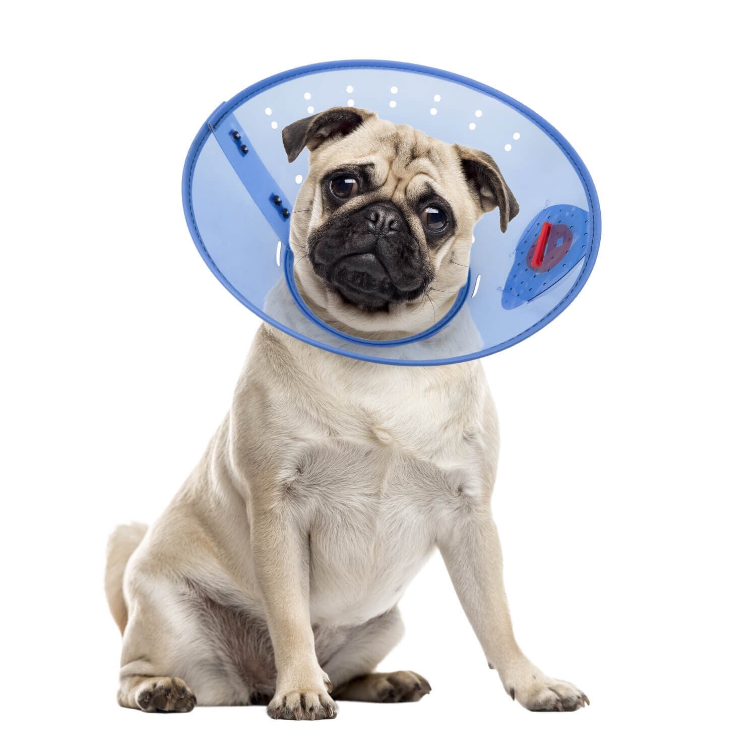 Calm Paws E Collar Blue XXLarge 15.25 25In
