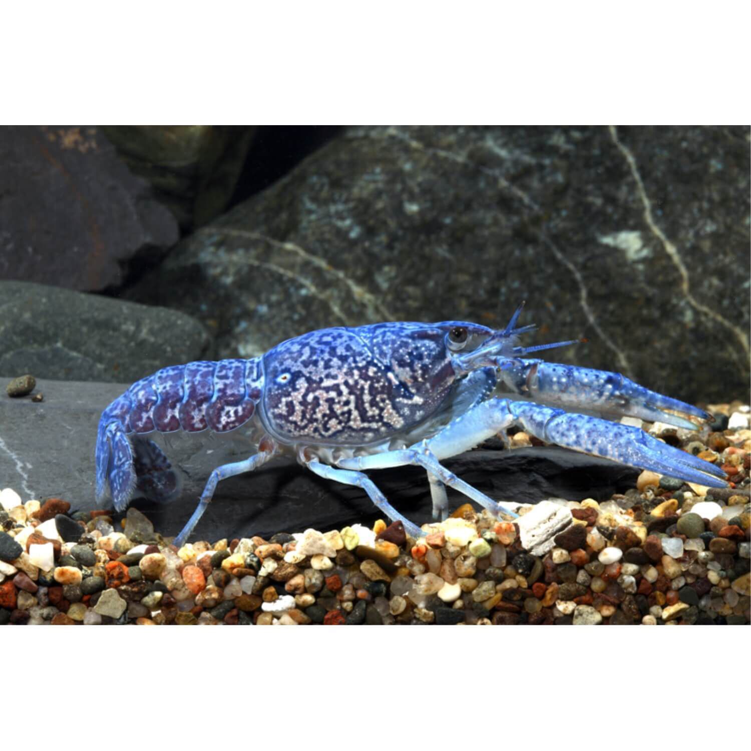 Electric Blue Crawfish 1ea Pet Supermarket