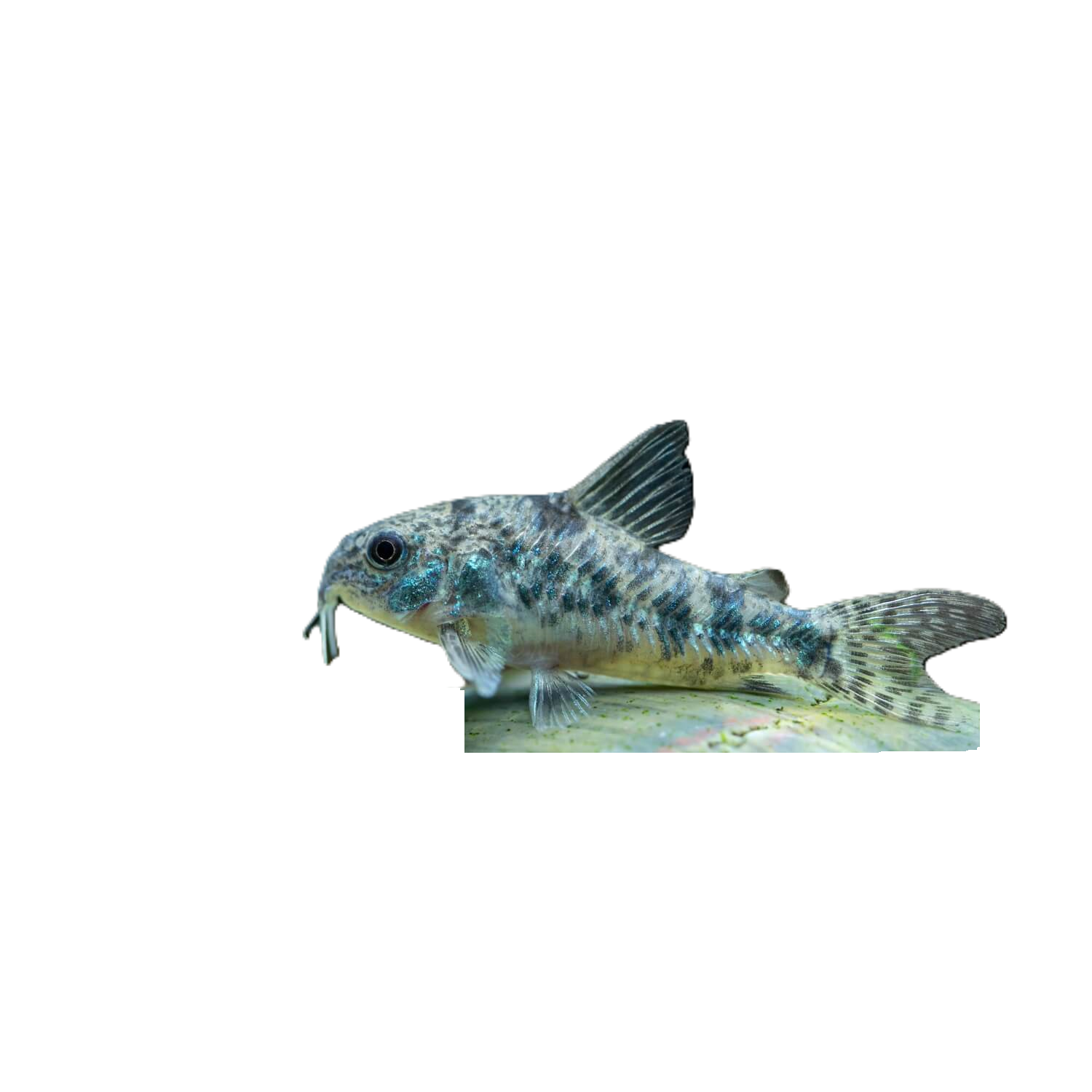 Paleatus Corydoras Regular