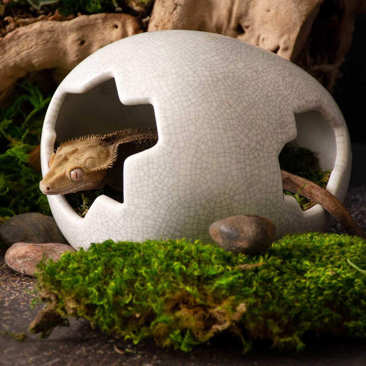 Gal&aacute;pagos Egg Reptile Hideout, Ceramic, Medium, 6 X 5In