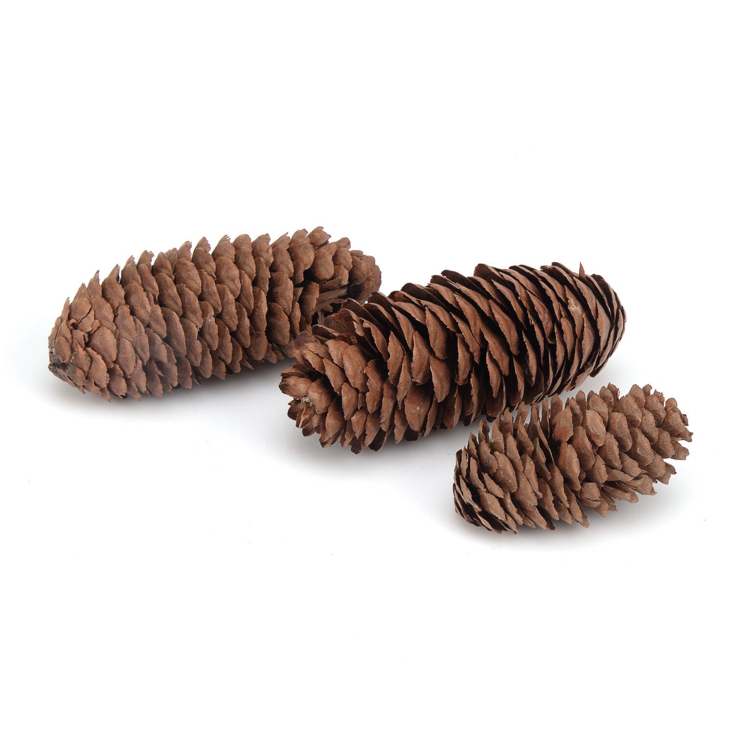 Ware Pet Products Pinecone Small Animal Chews, 3 Pack
