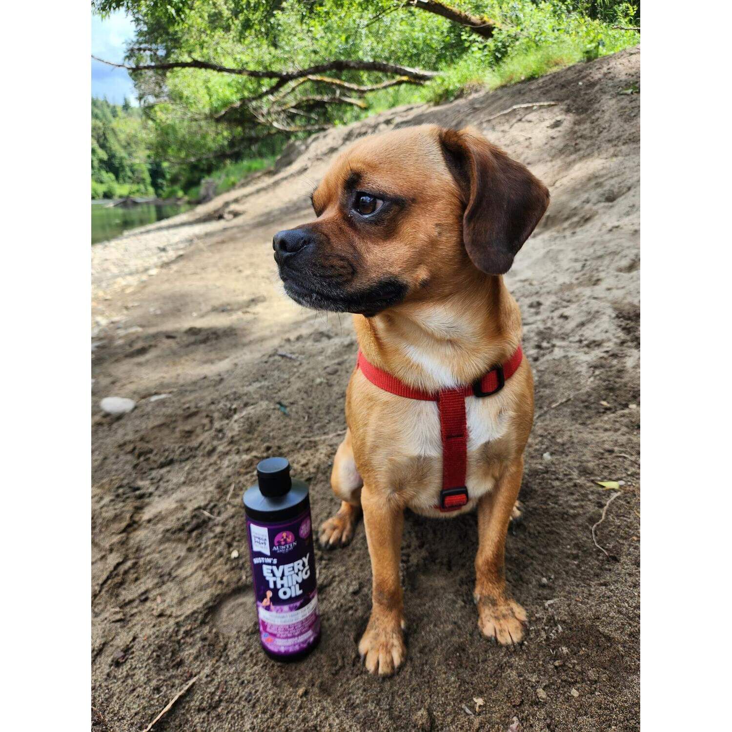 Austin & Kat Austin's Everything Oil Skin & Coat Liquid Omega Fish Oil Dog Supplement, 16Oz