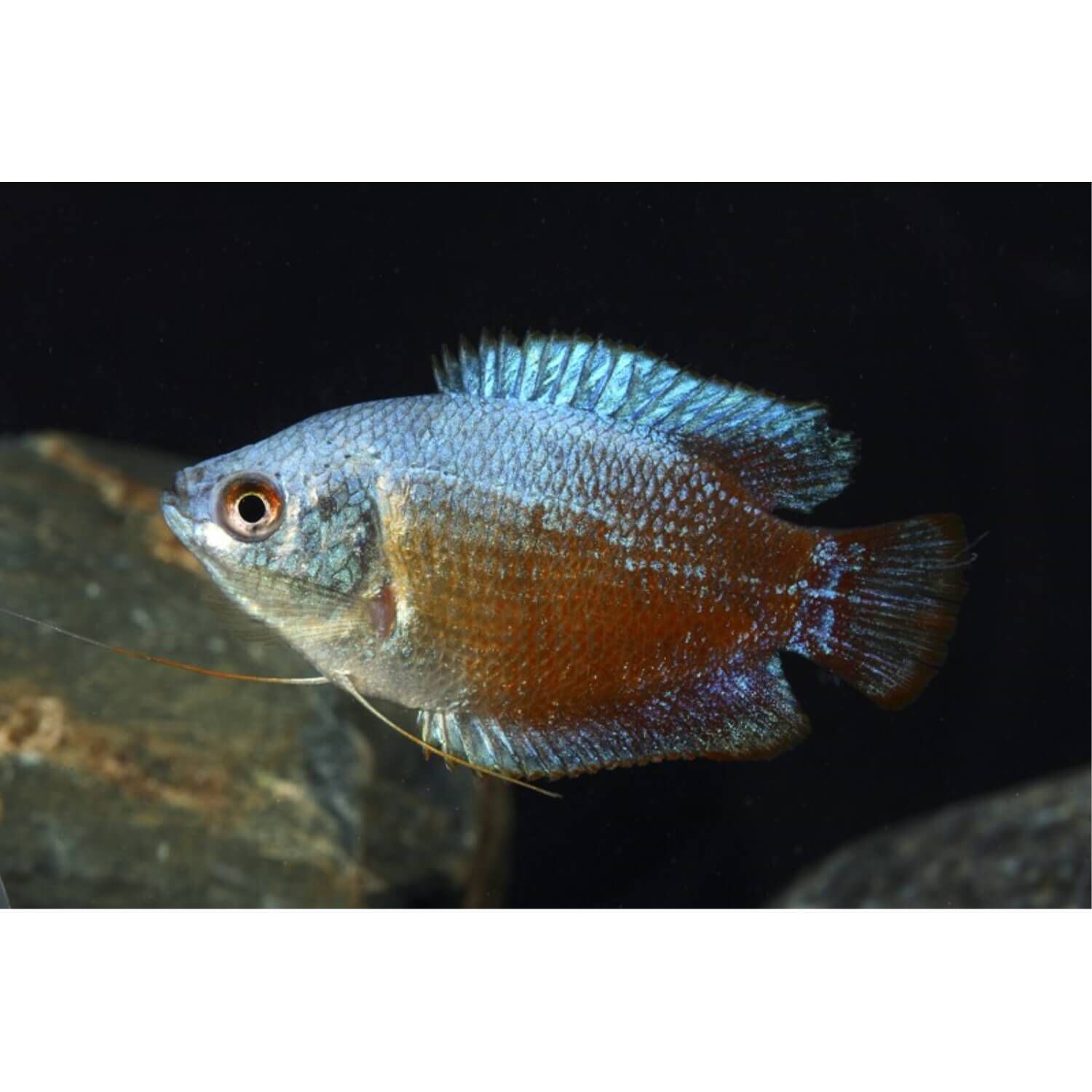 Assorted Fancy Dwarf Gourami Male Regular