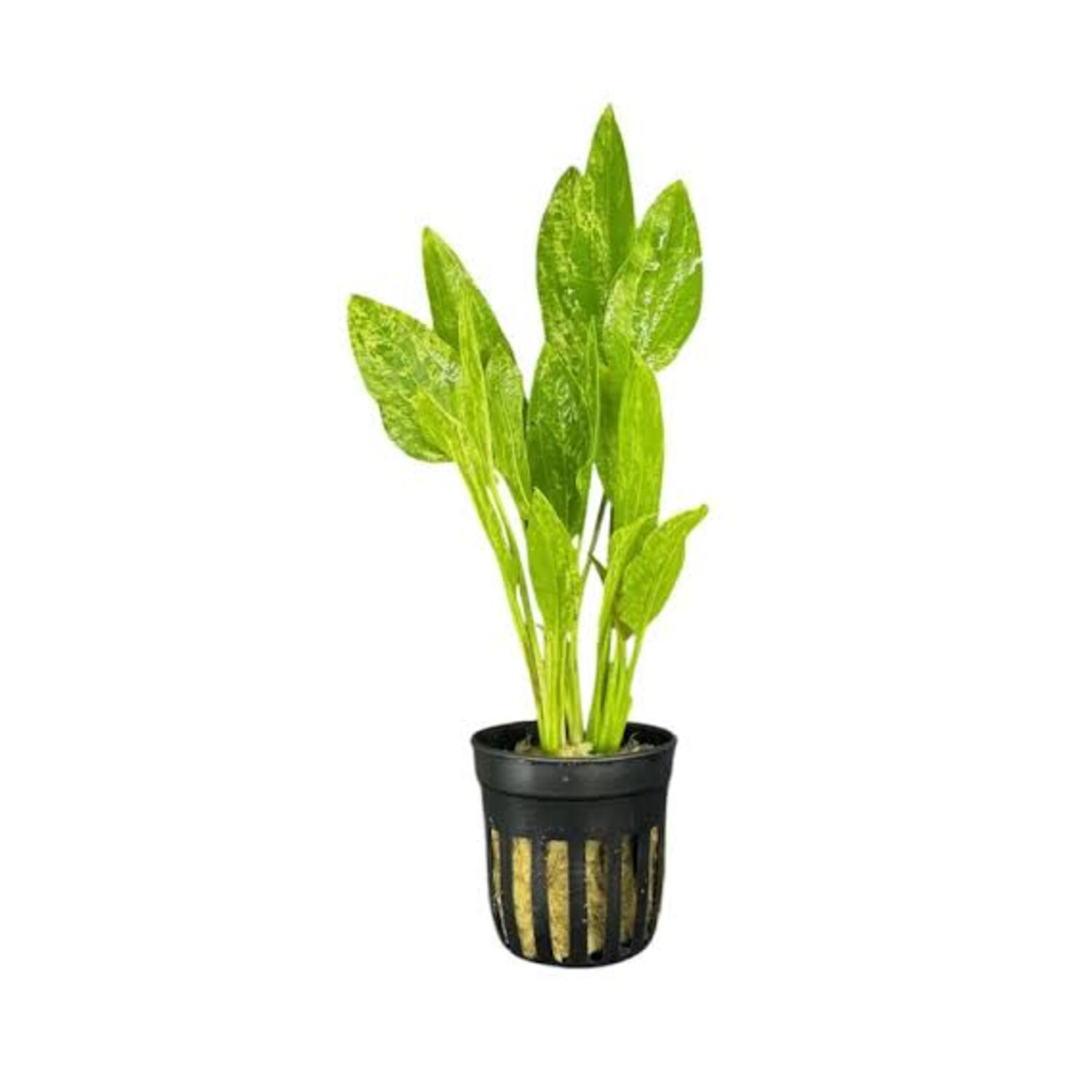 Radican Potted