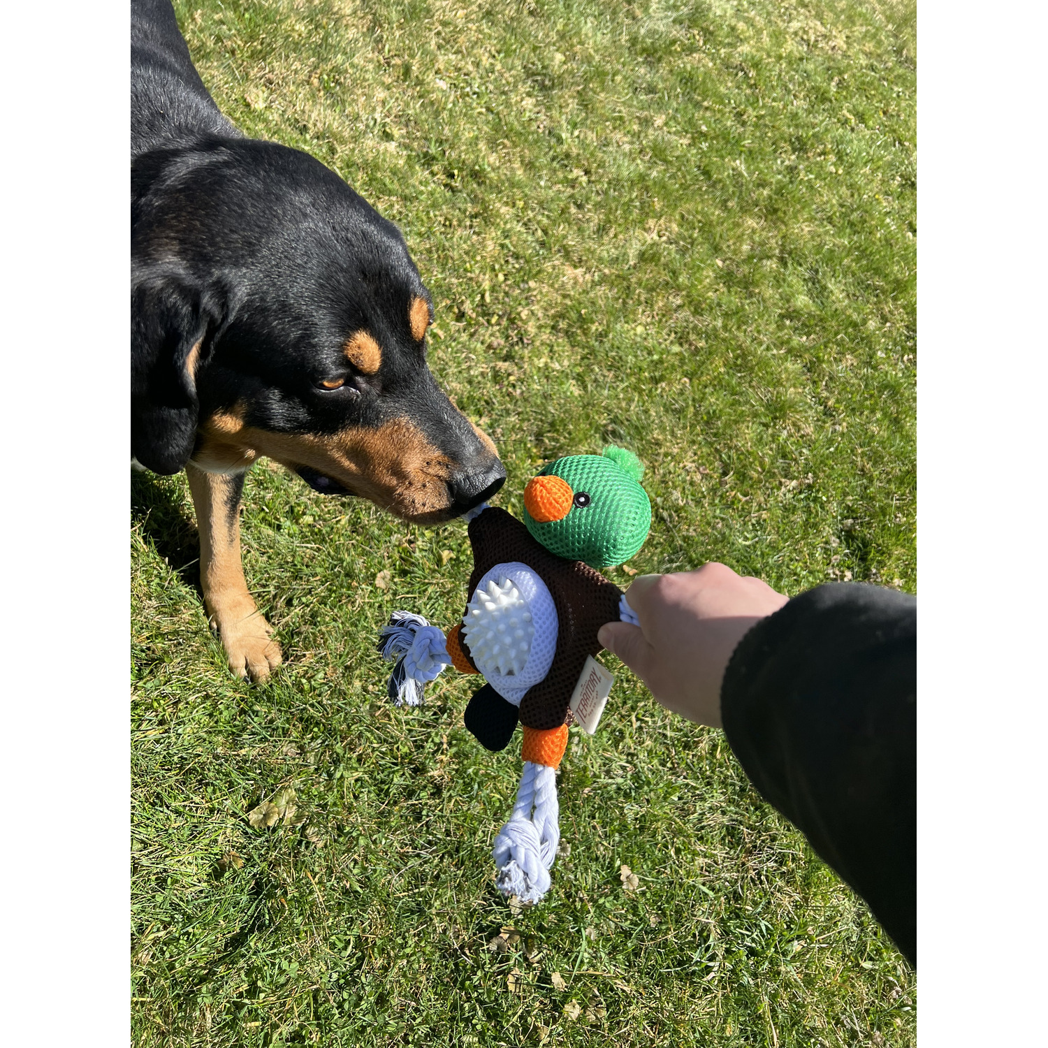 Territory Mallard Duck 2-In-1 Fetch Tug Dog Toy, 10"