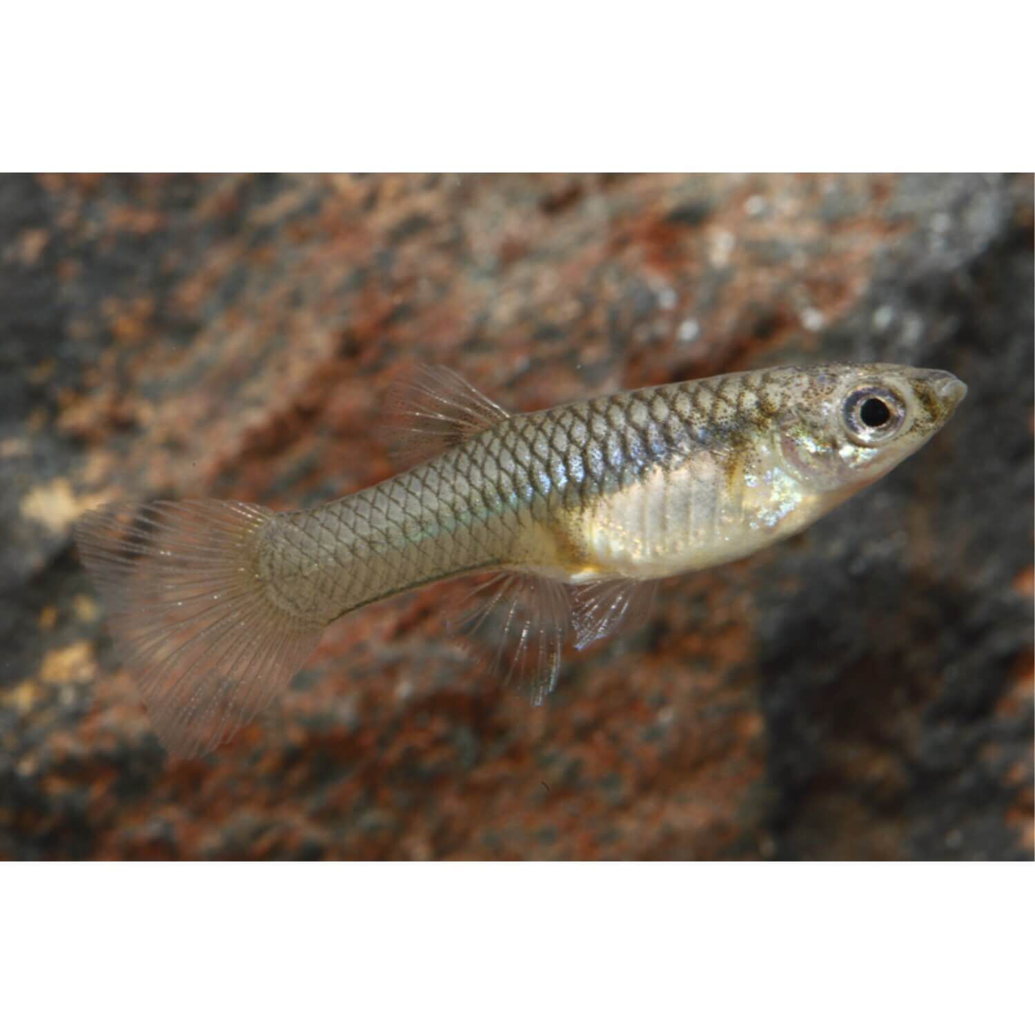 Feeder Guppy