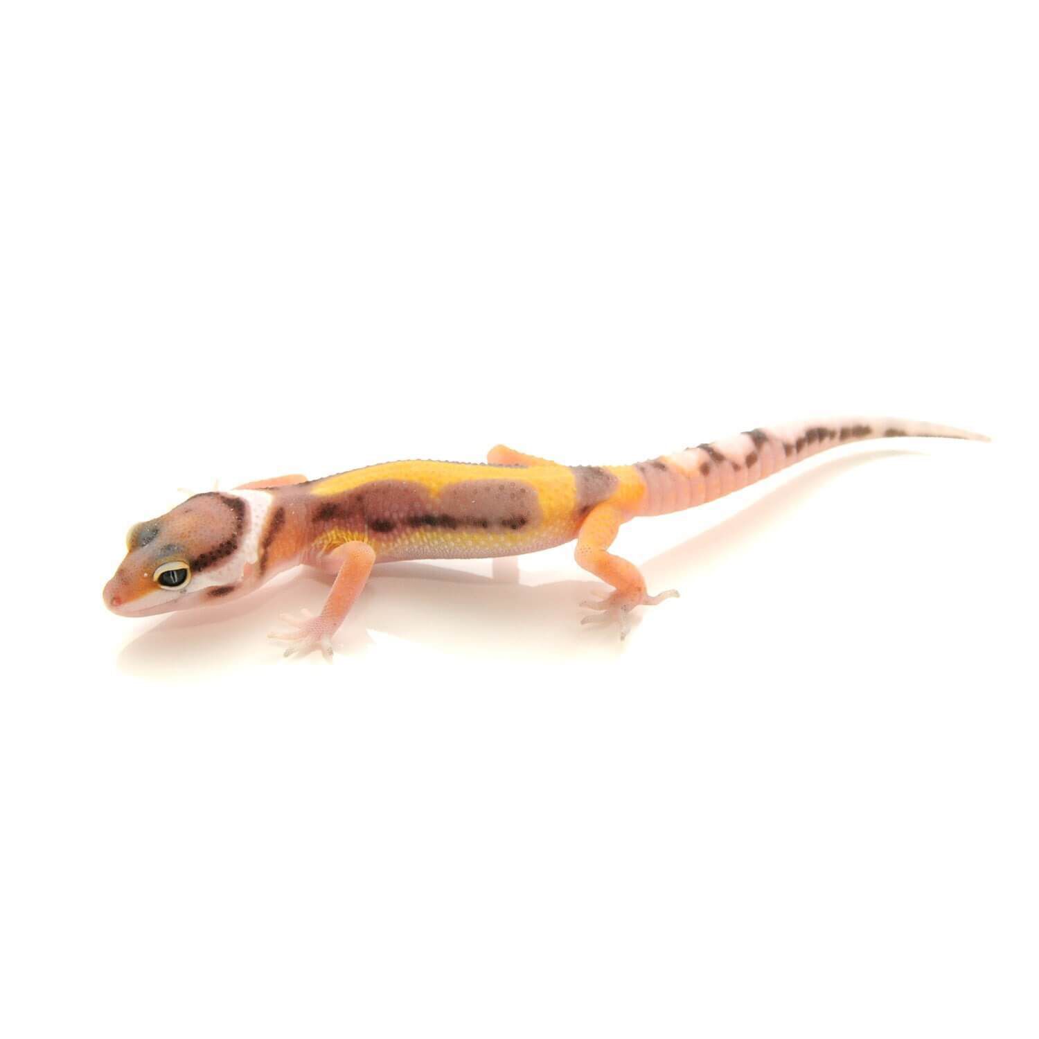 Baby Fancy Leopard Gecko