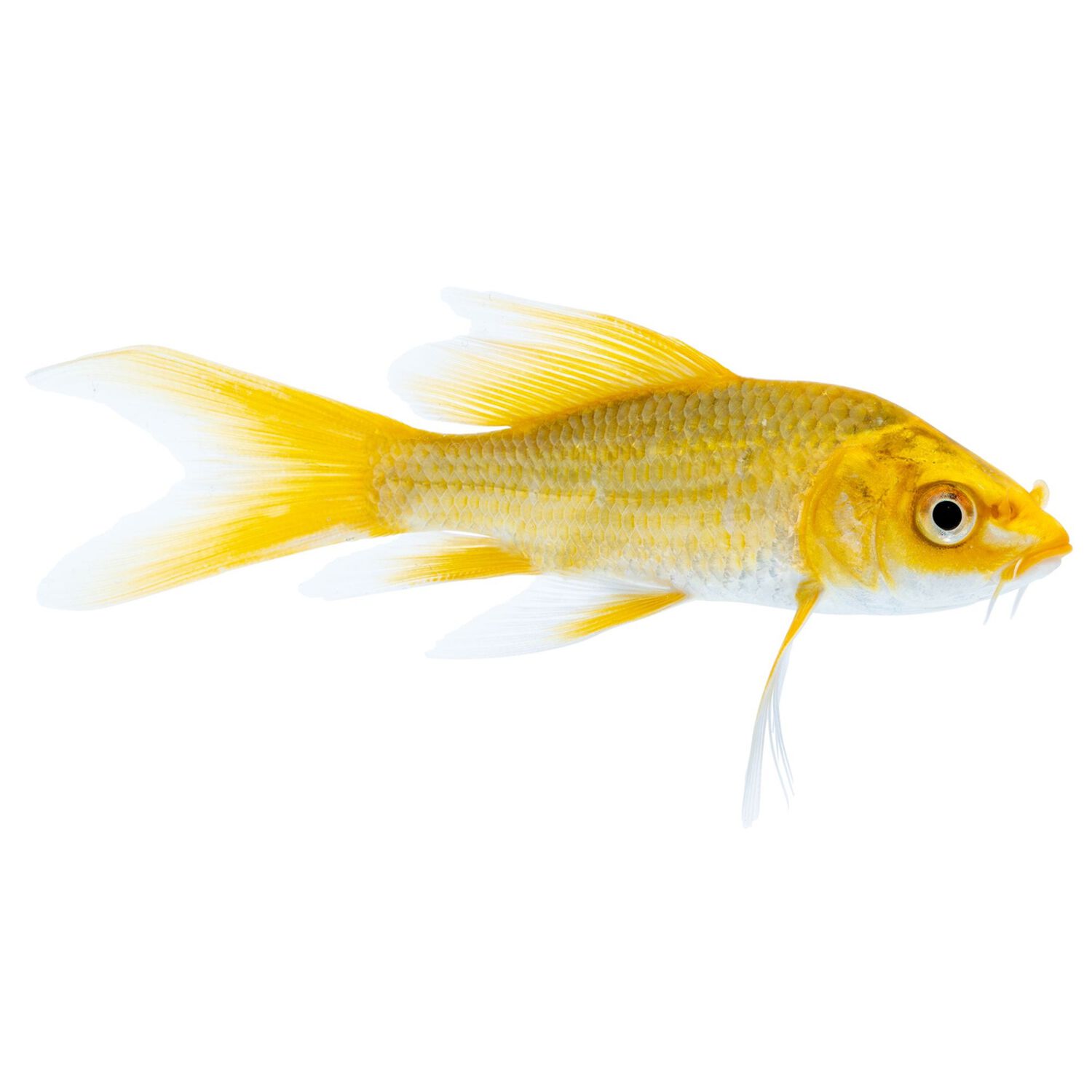 Sarassa Comet Goldfish - Medium