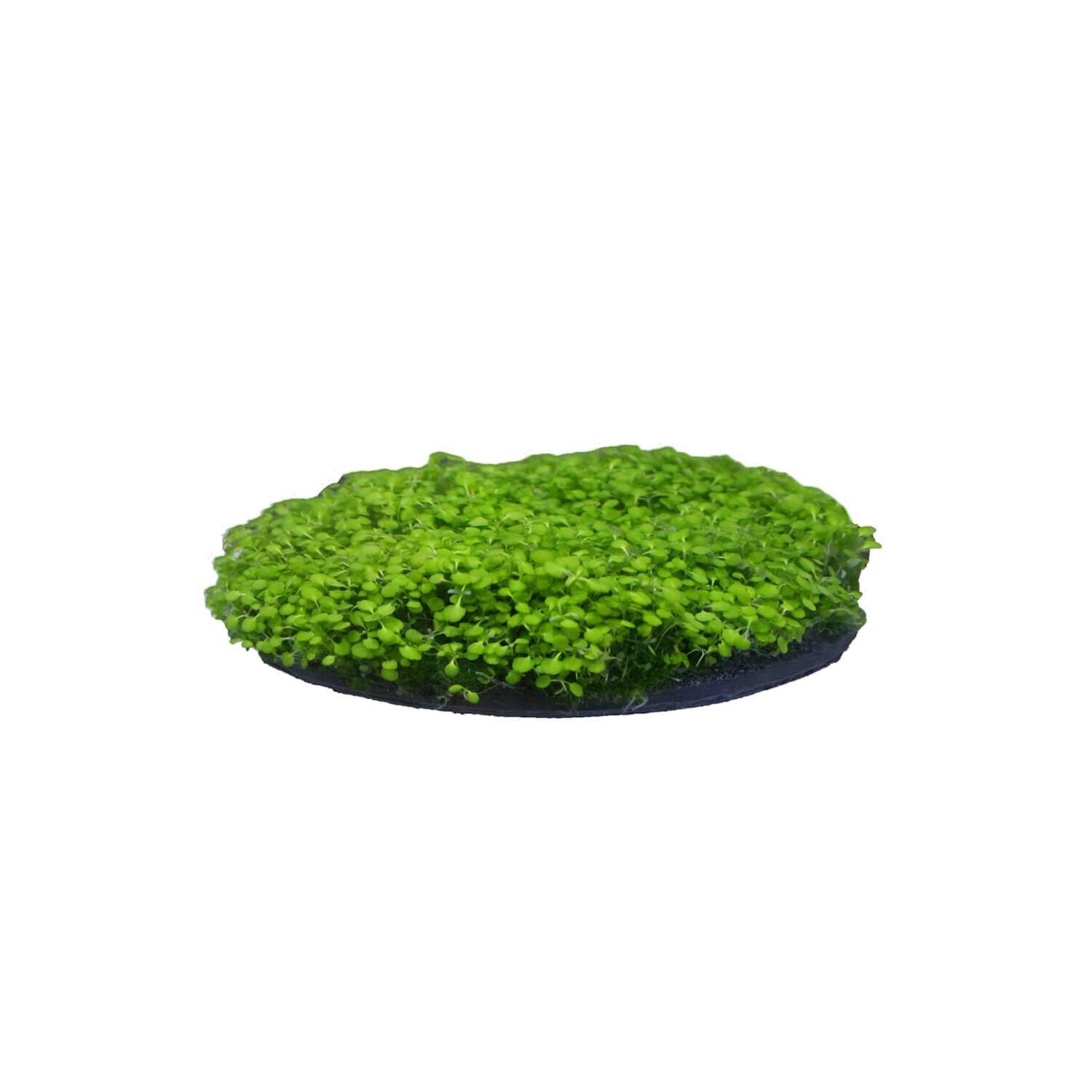 Penn-Plax Aqua-Flora Living Moss Patch Aquarium Ornament