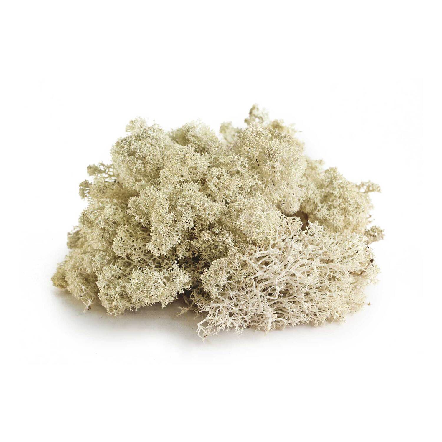 Gal&aacute;pagos Terrarium Starter Kit, Arid Environment, 4.5Qt Box