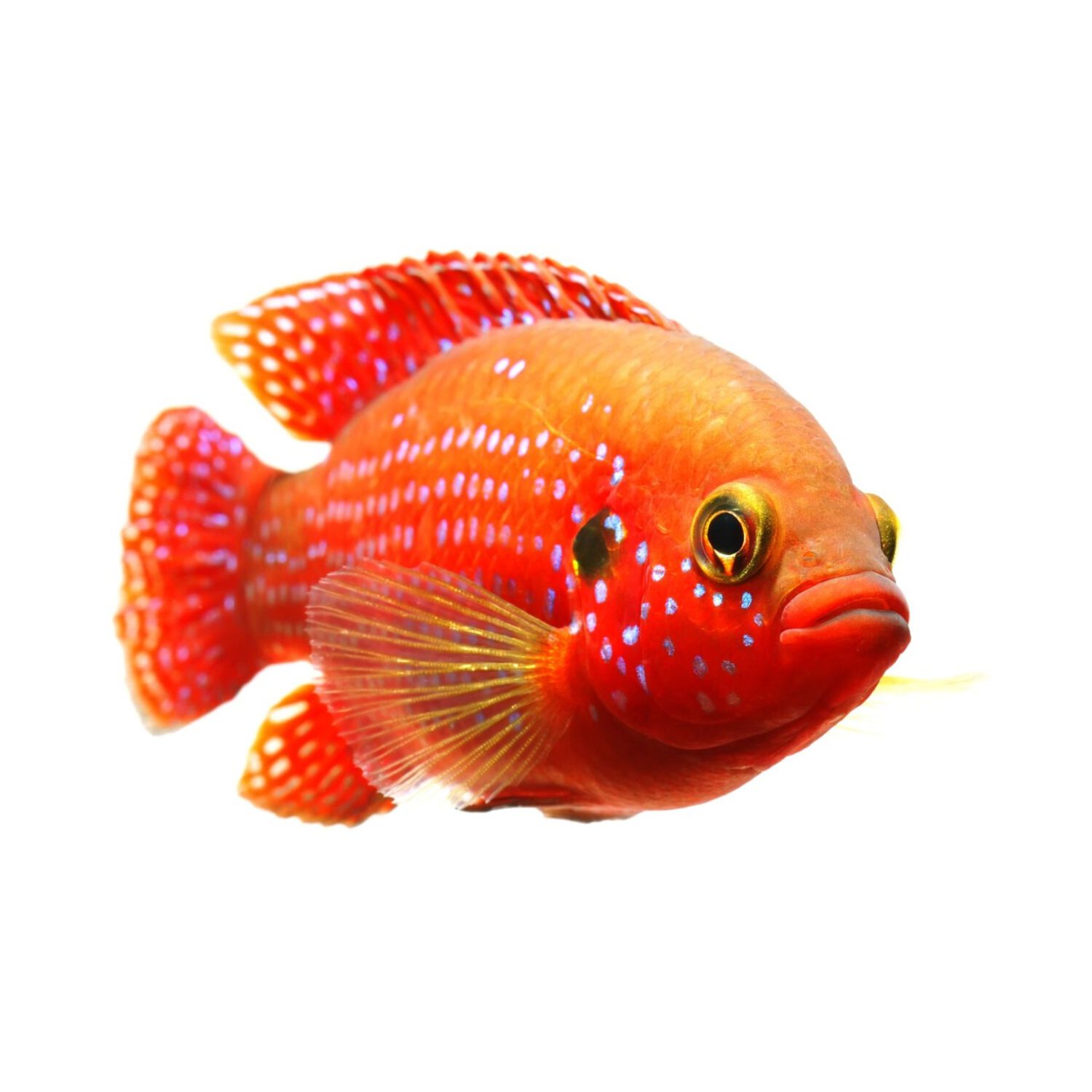Red Spt Gld Svrm Cichlid - Regular