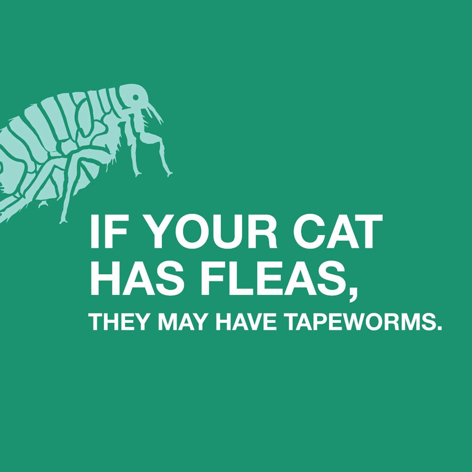 Elanco Tapeworm Dewormer For Cats