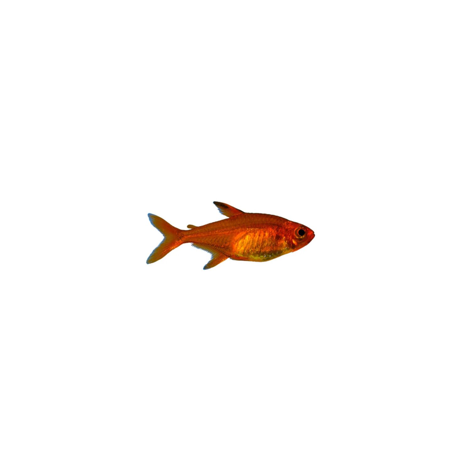 Orange Von Rio Tetra