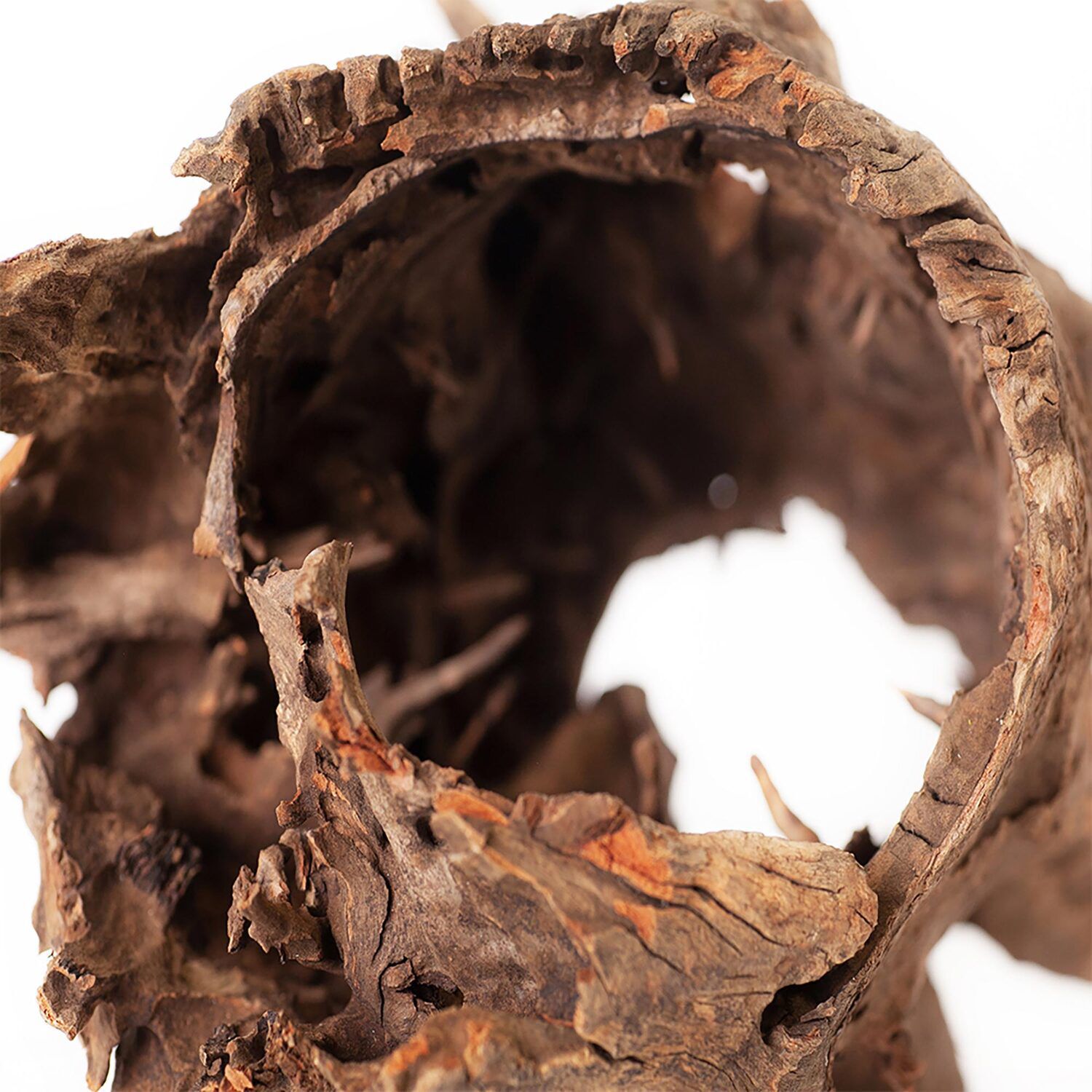Gal&aacute;pagos Hollow Log, Eucalyptus Root Aquarium & Terrarium Decor, Natural, 6-8In