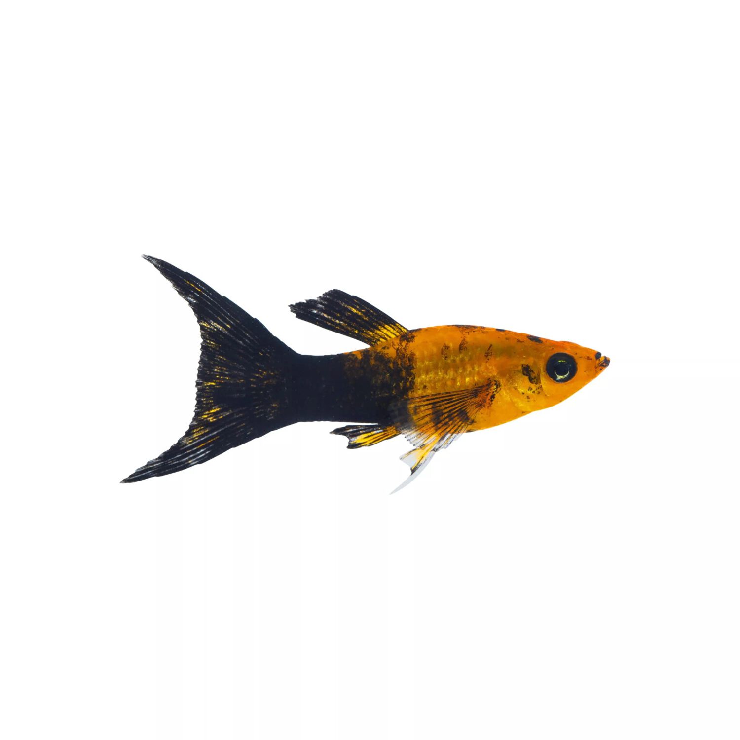 Gold Panda Lyretail Molly