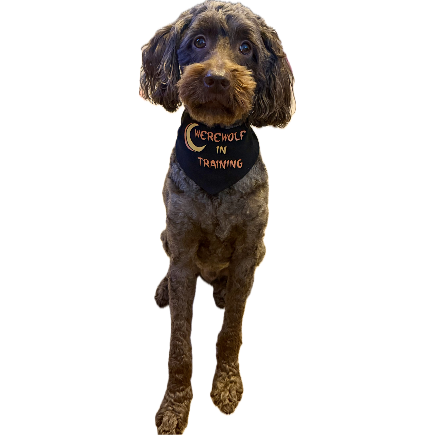 Aristopet Werewolf In Training Halloween Dog Bandana, Black, Medium/Large
