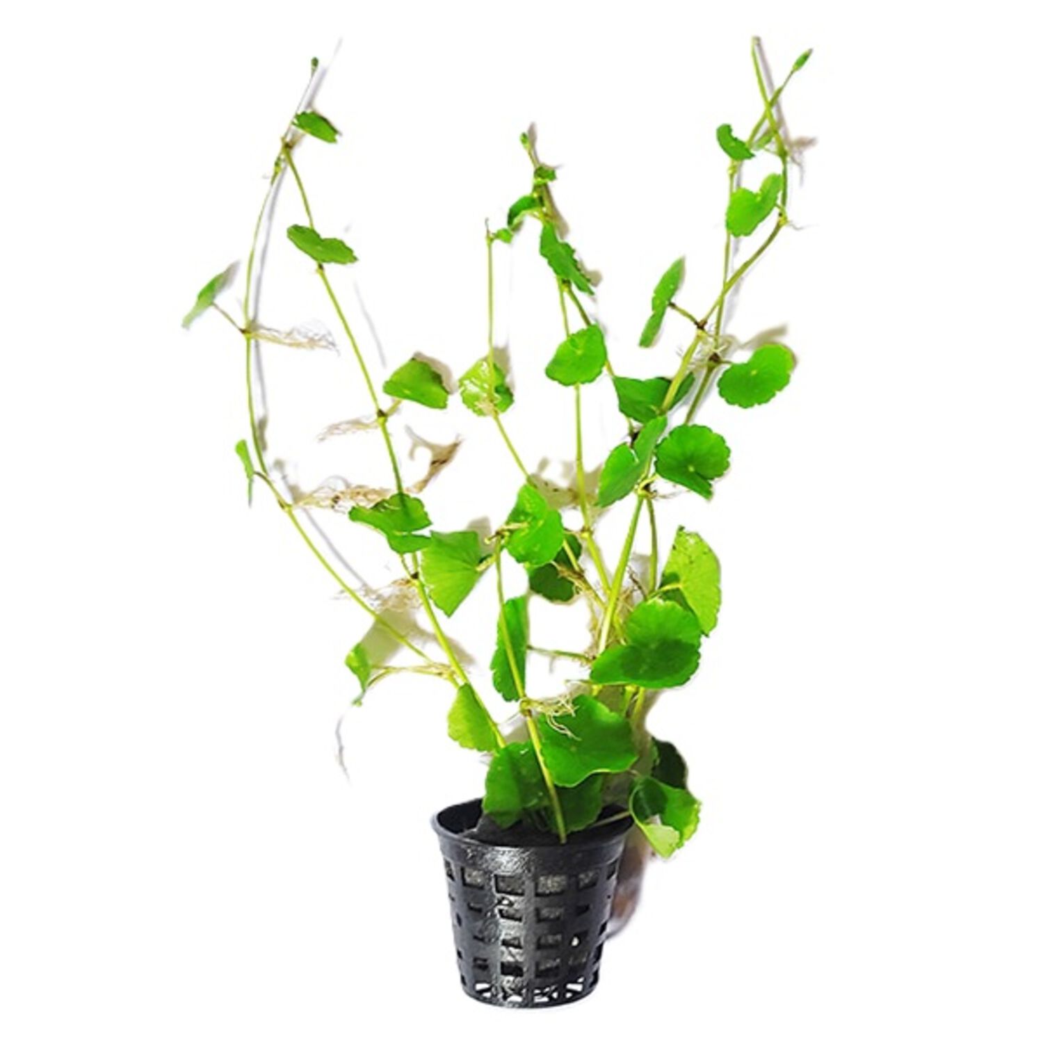 Pennywort Potted