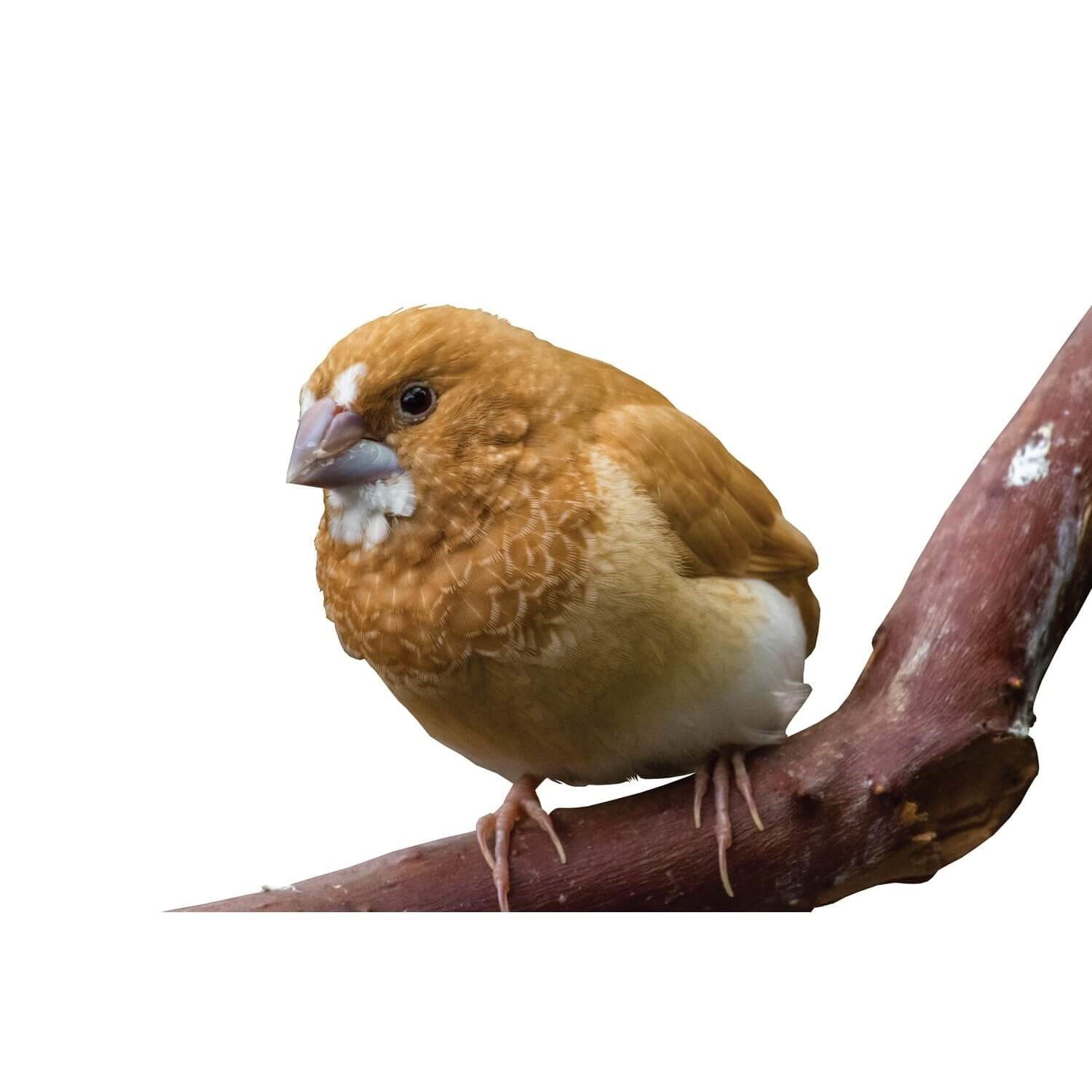 Pet supermarket store birds for sale