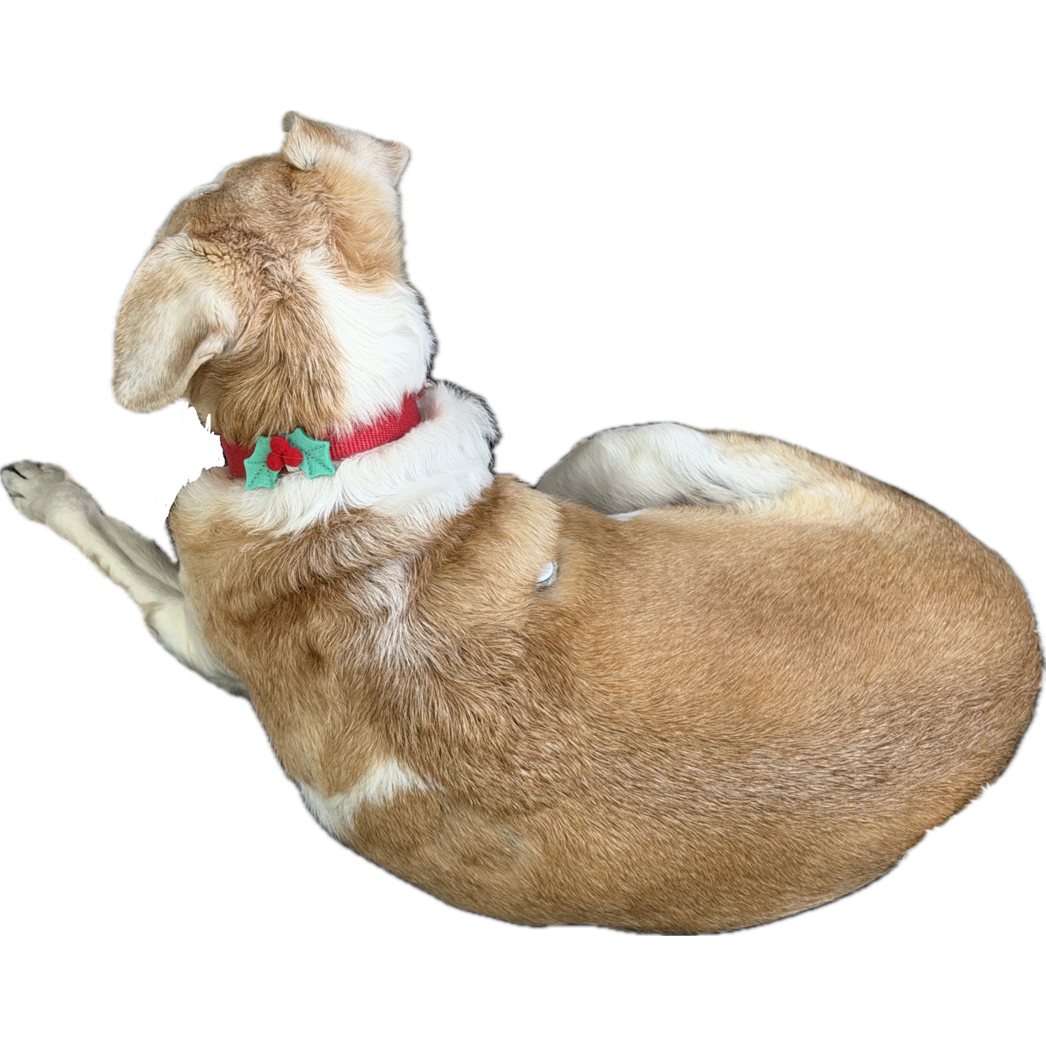 Aristopet Holiday Holy Green & Red Pom Dog Collar Slider Accessory, Medium/Large