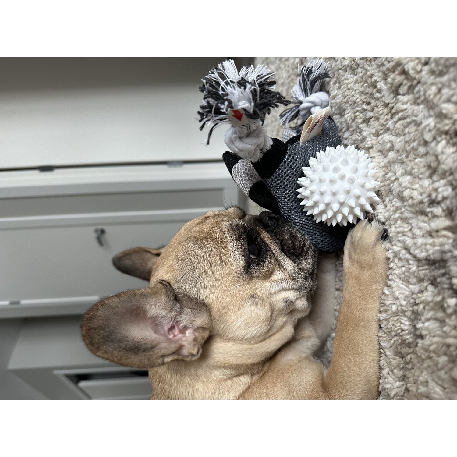 Territory Raccoon 2-In-1 Fetch & Tug Dog Toy, 10"