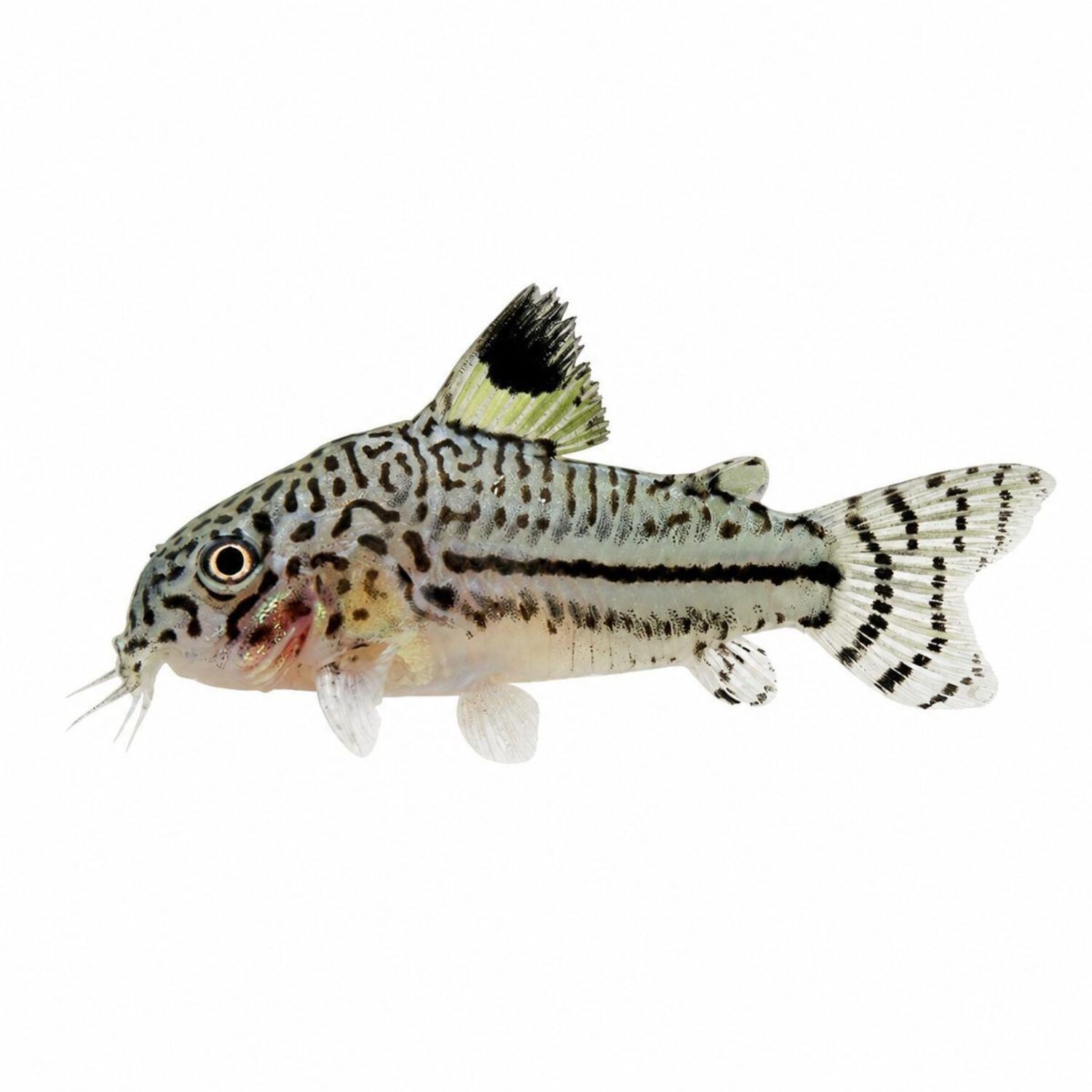 Julii Corydoras Medium