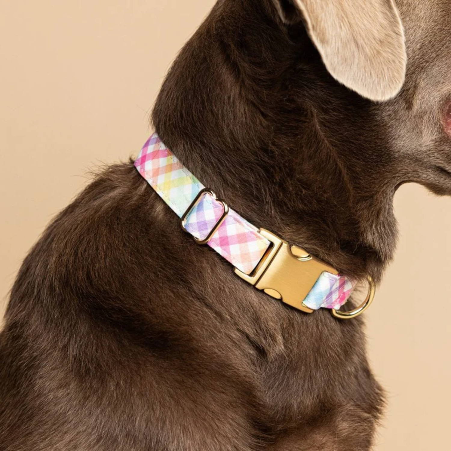 Pink Papyrus Minka Plaid  With Gold Buckle Adjustable Dog Collar, Pastel Colors, Large 18-28"