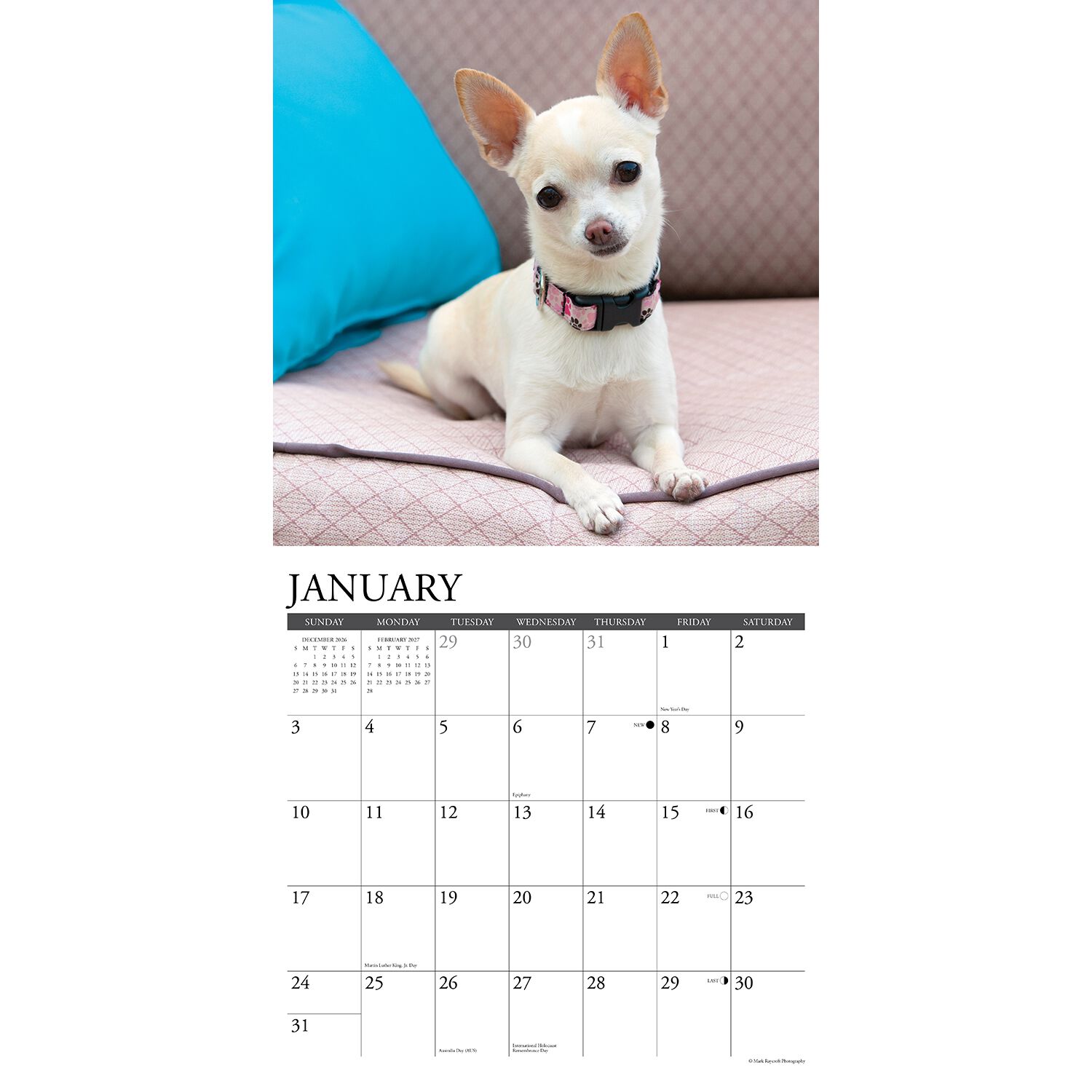Willow Creek Press Just Chihuahuas 2027 Wall Calendar