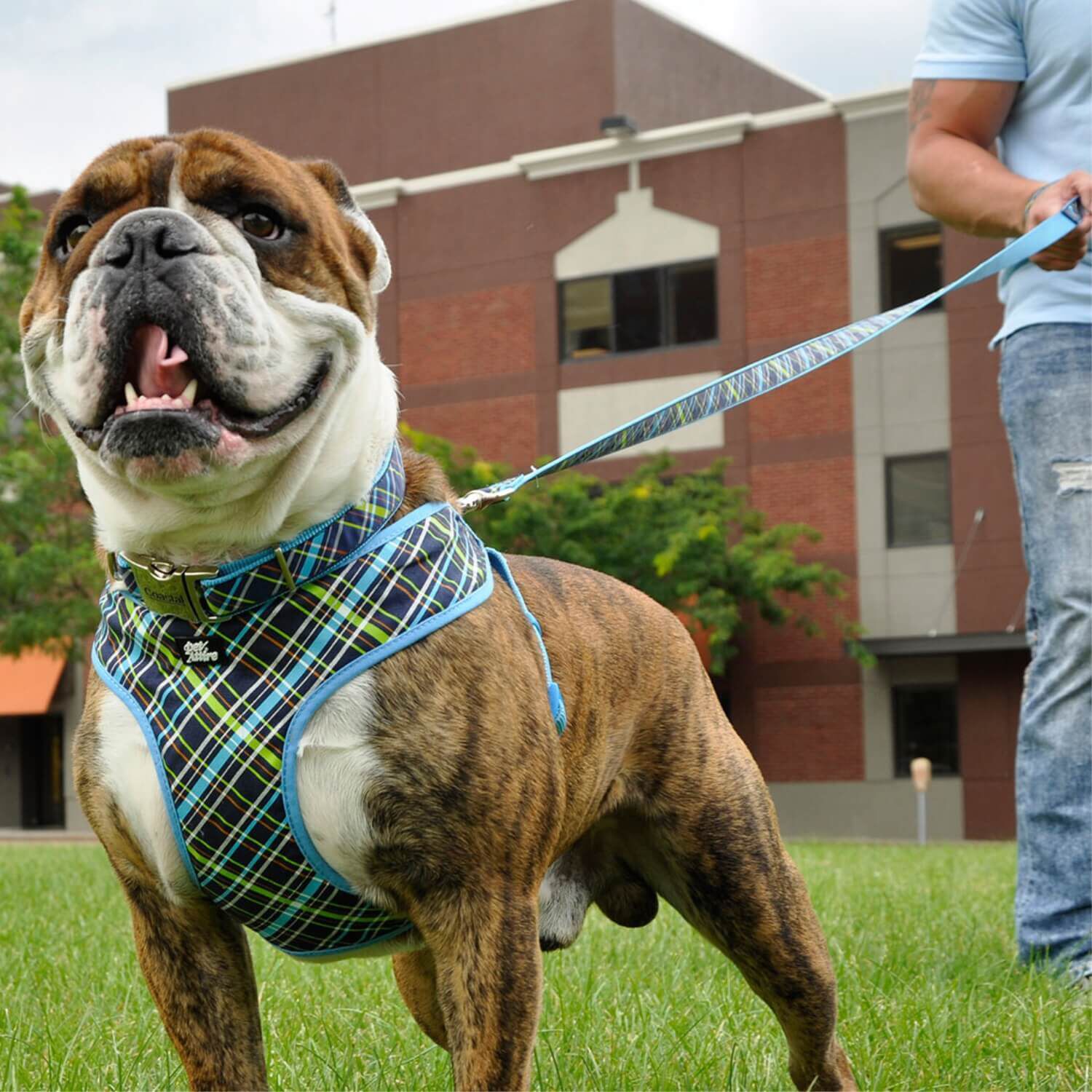pet supermarket dog harness