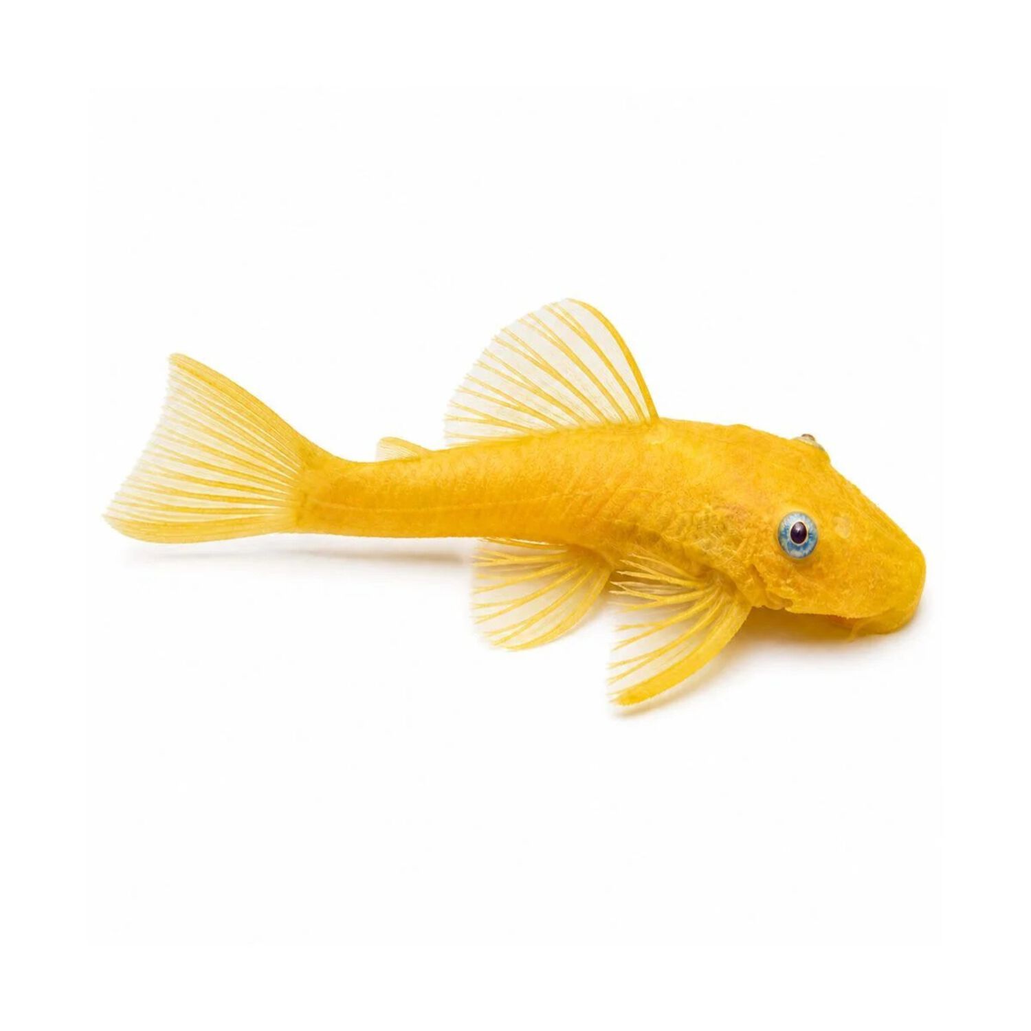 Blue Eye Lemon