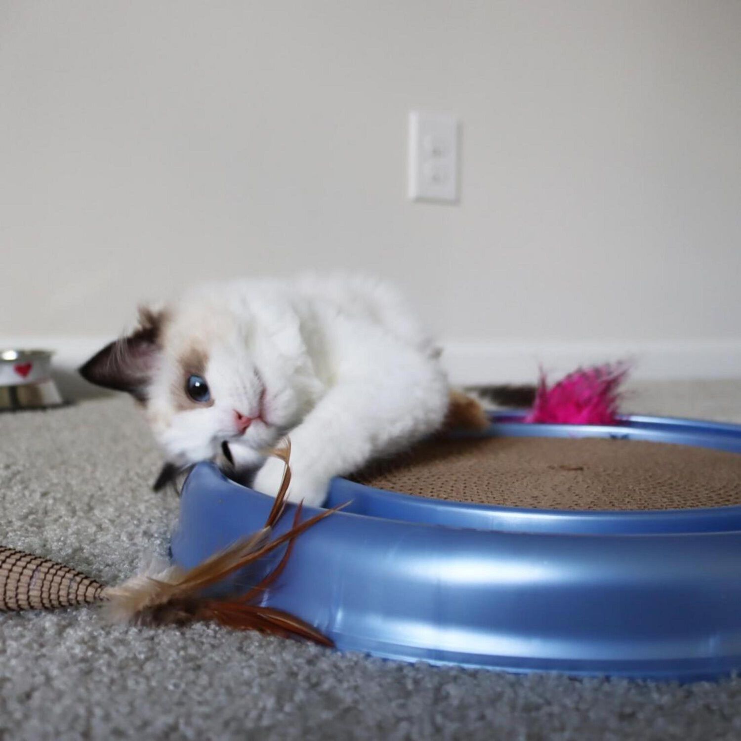 Bergan Turbo Scratcher Cat Toy, Assorted Colors