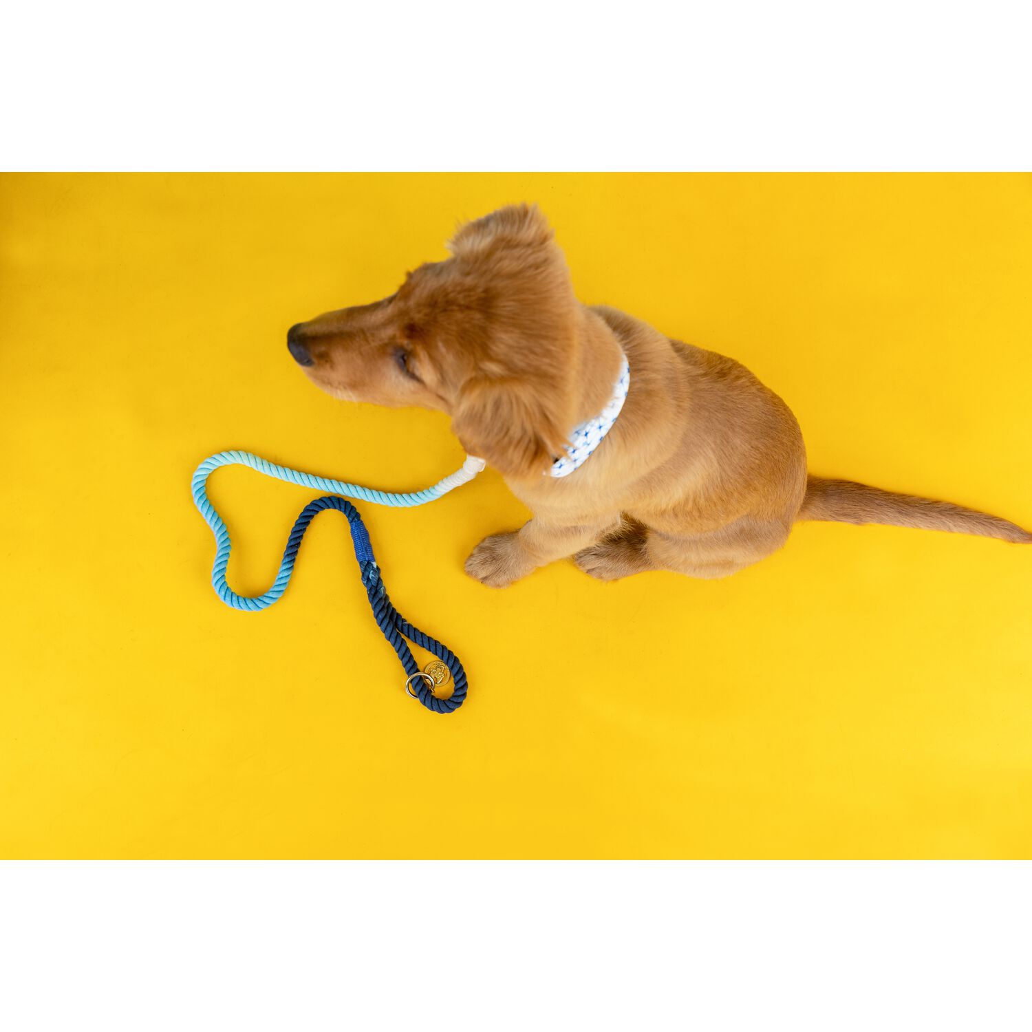Pink Papyrus Kennedy Rope Dog Leash, 6-Feet Long, Blue