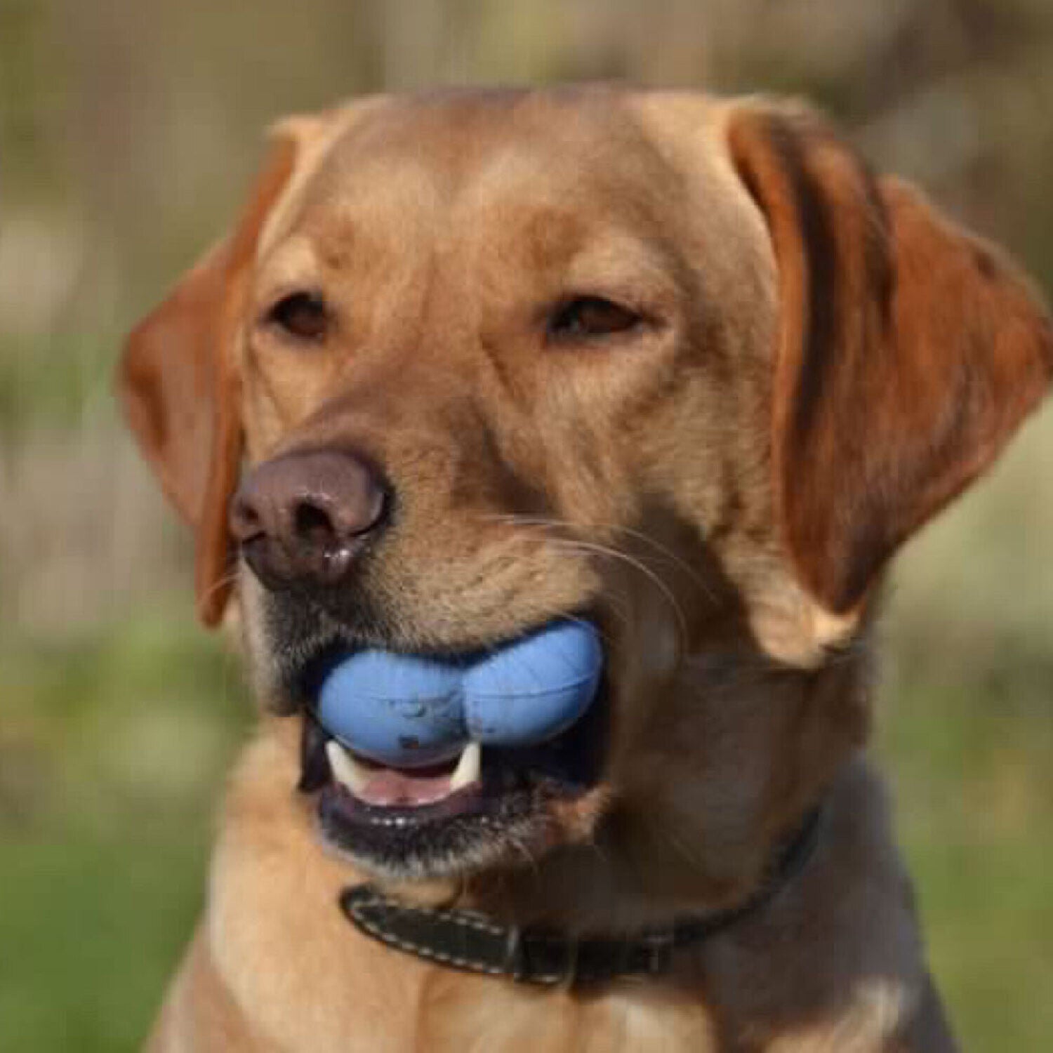 Frogg Robert Interactive Treat Dispensing Dog Toy, Blue