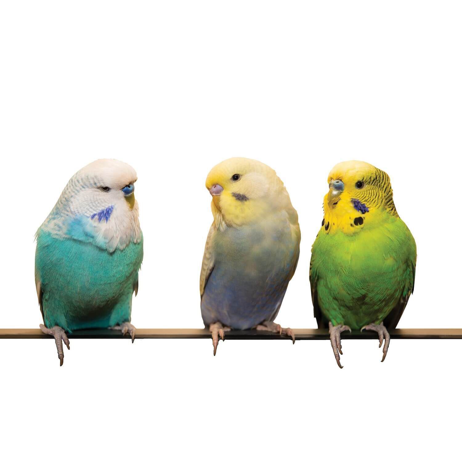 Assorted Parakeet Clipped Wings