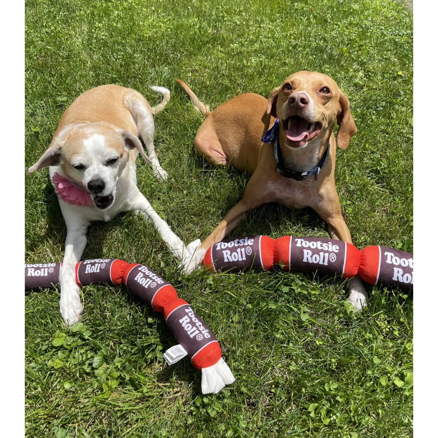 Tootsie Roll Plush Squeaky Dog Toy, Large - 28"