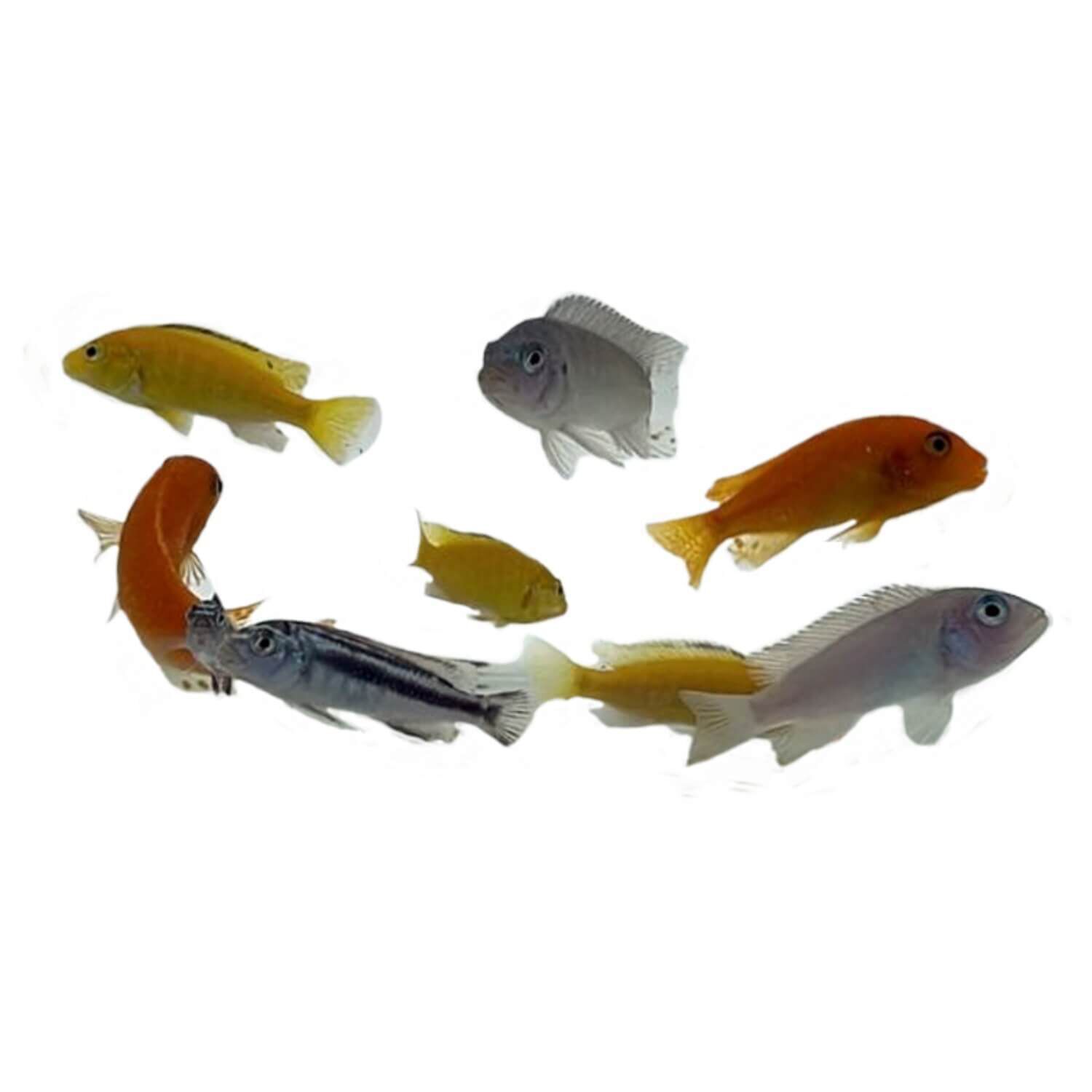 Pet supermarket shop live fish