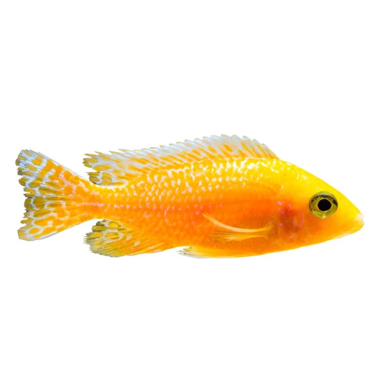 Red Zebra Cichlid Regular