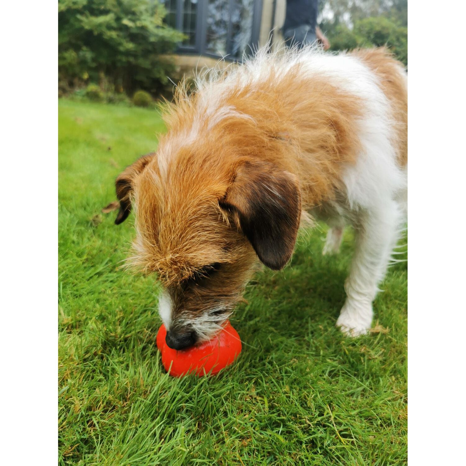 Frogg Robert Interactive Treat Dispensing Dog Toy, Red