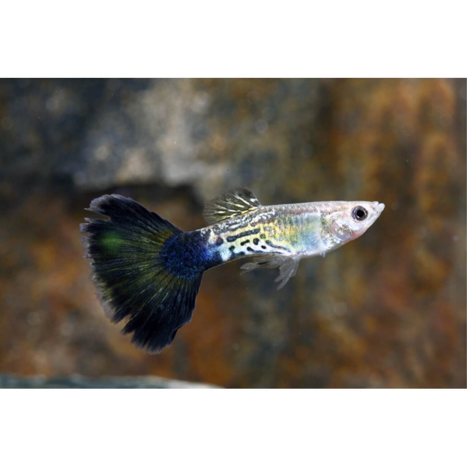 Assorted Delta Guppy Male Medium