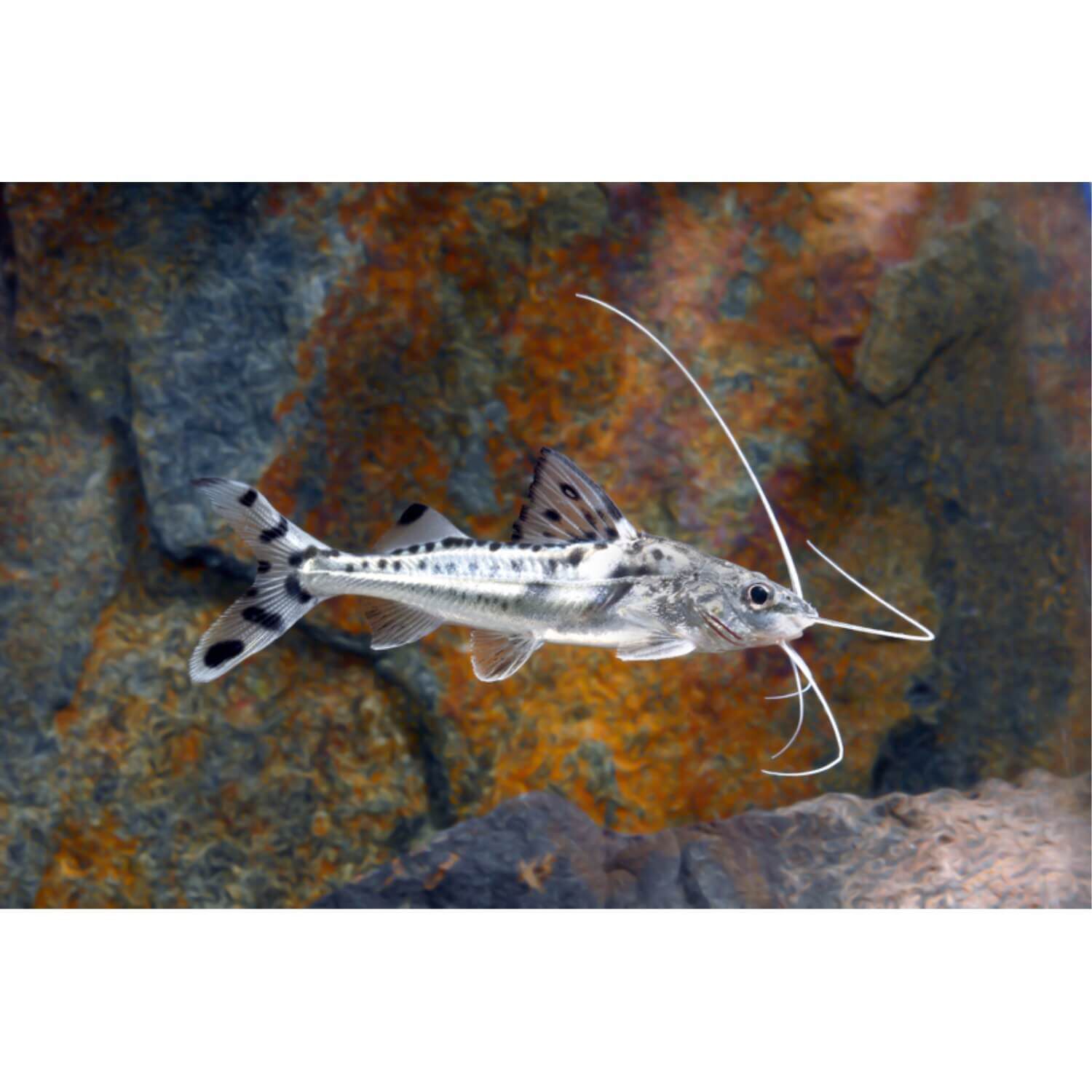 Polka Dot Pictus Catfish Regular