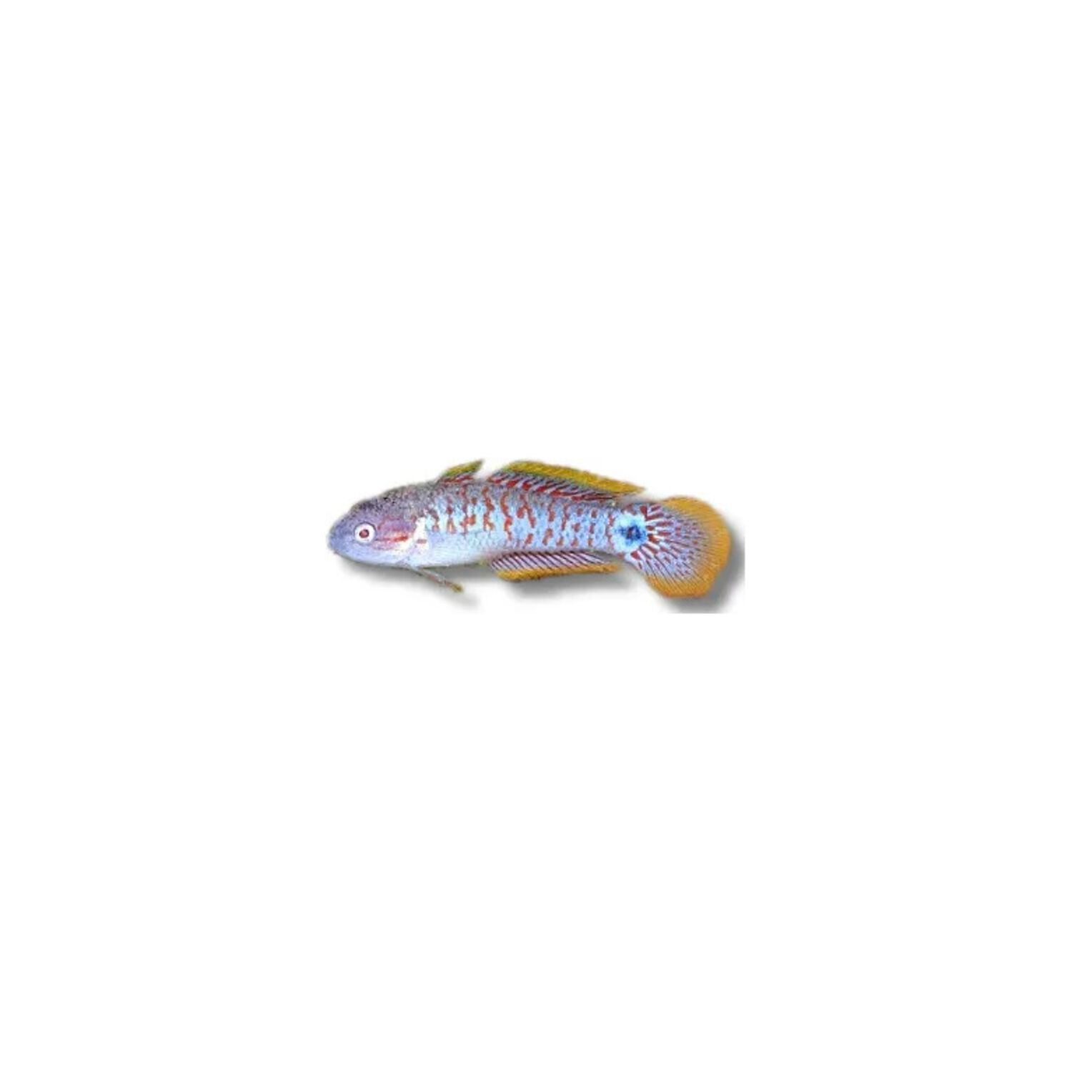 Peacock Gudgeon Florida
