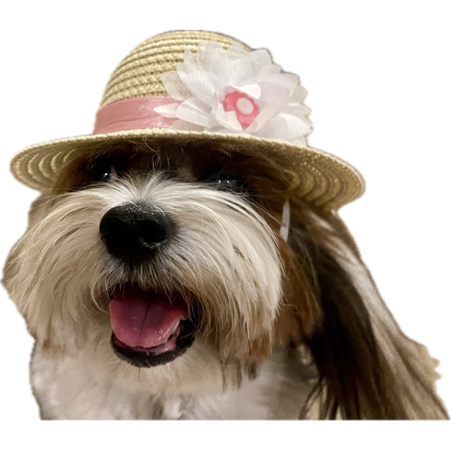Bailey & Bella Tan Flower Straw Picnic Dog Hat, Medium/Large