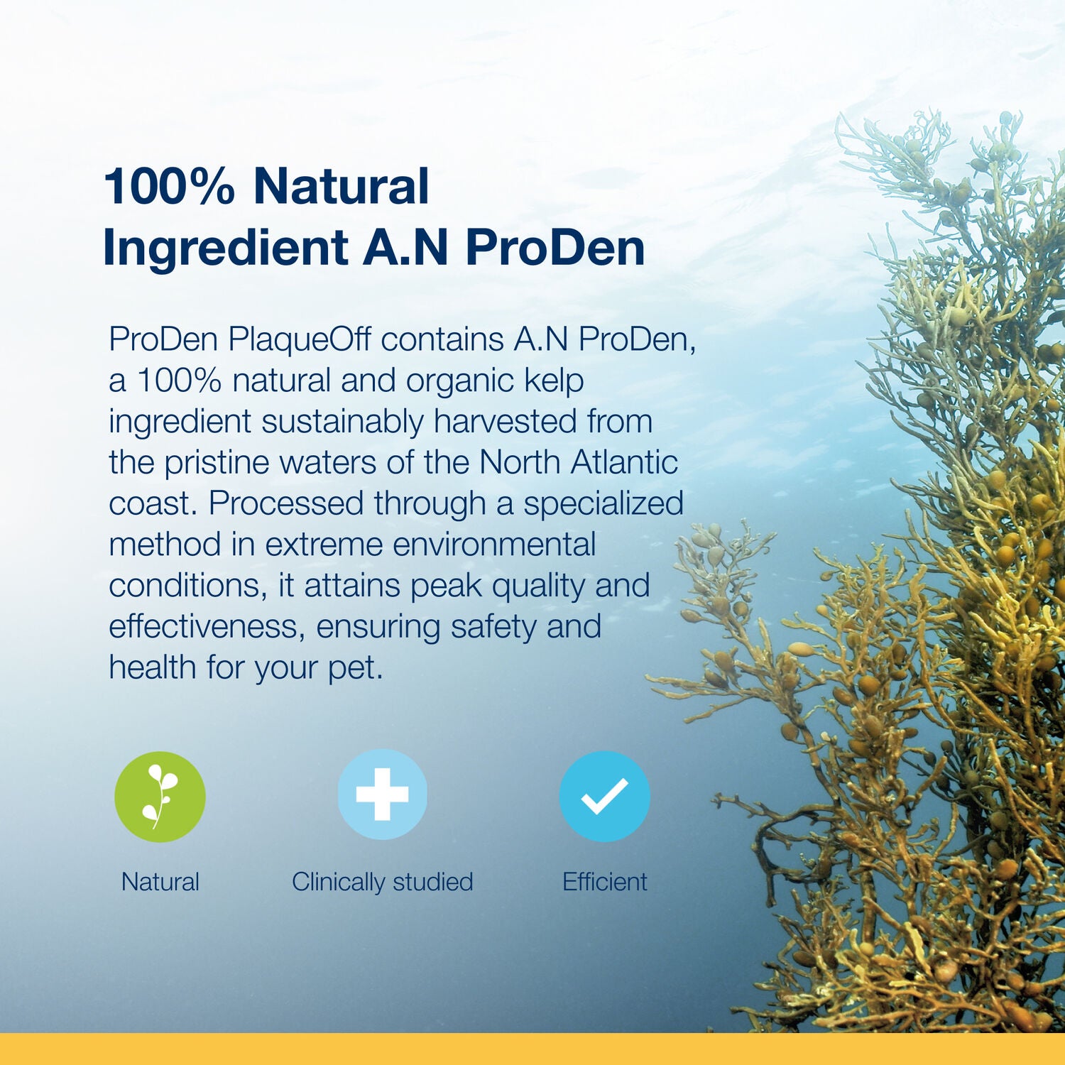 Proden Plaqueoff Powder Dog Dental Health Supplement, 2.1-Oz Bottle