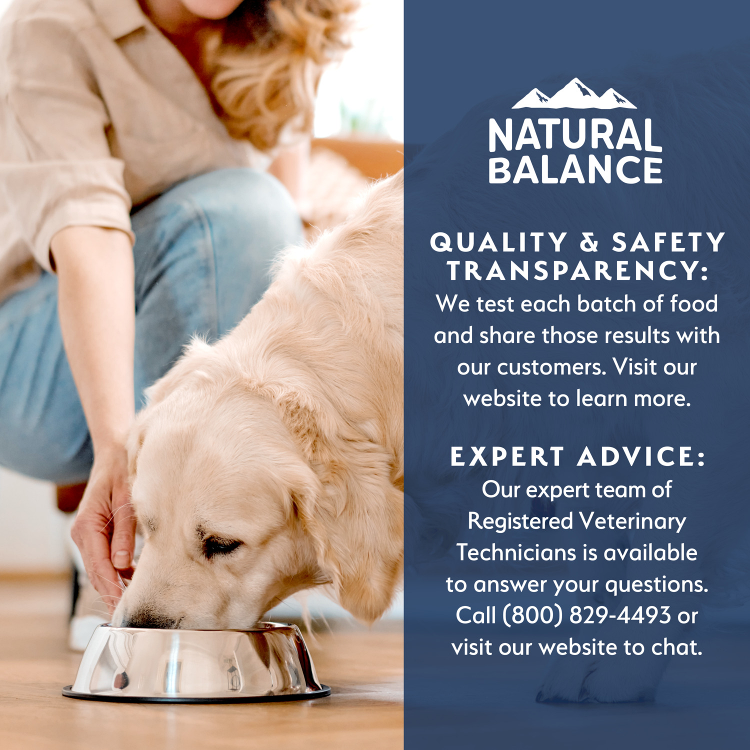 Natural Balance Health Protection Wet Dog Food, Salmon Broth, Salmon, Pumpkin & Brown Rice Stew, 12.5-Oz Can