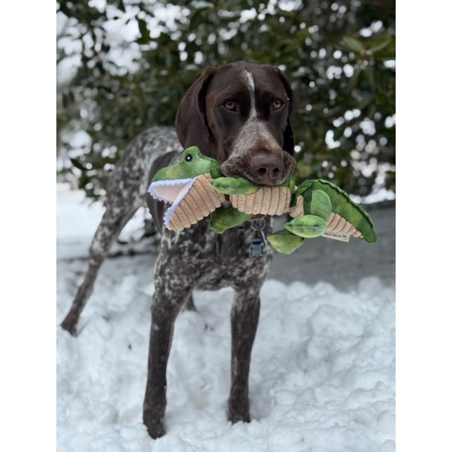 Tall Tails Gator Jointed Shake Play Squeaky Dog Toy, 14-Inch