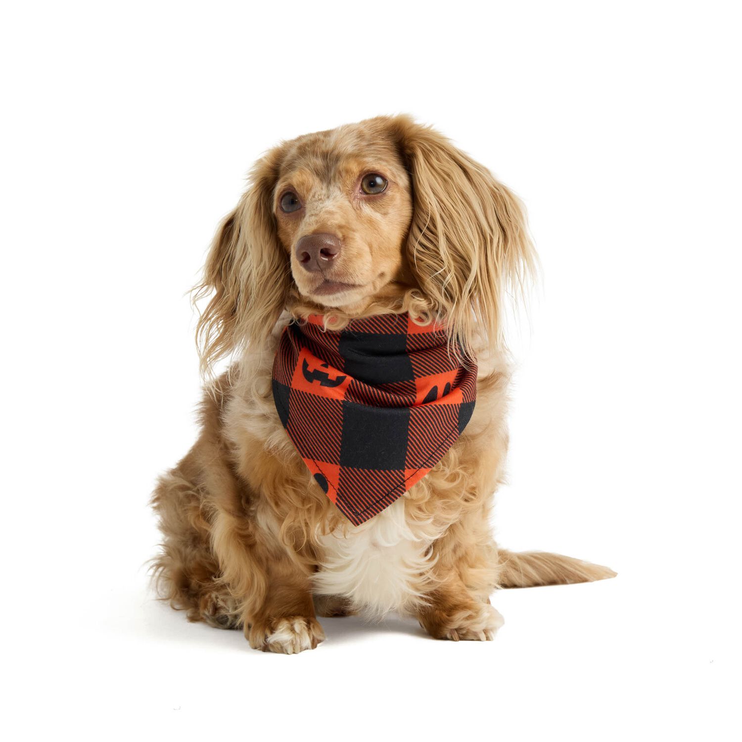 Aristopet Halloween Check Jersey Dog Bandana, Extra Small/Small