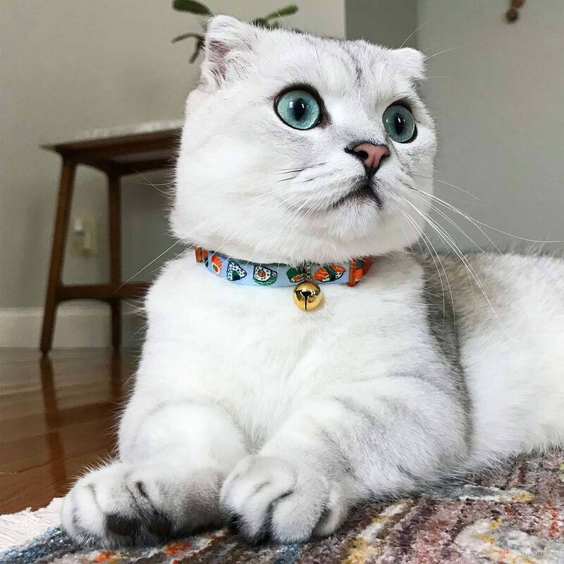 Coastal Pet Safe Cat Fashion Adjustable Breakaway Cat Collar, Sushi On Blue, 3/8"X8" 12"