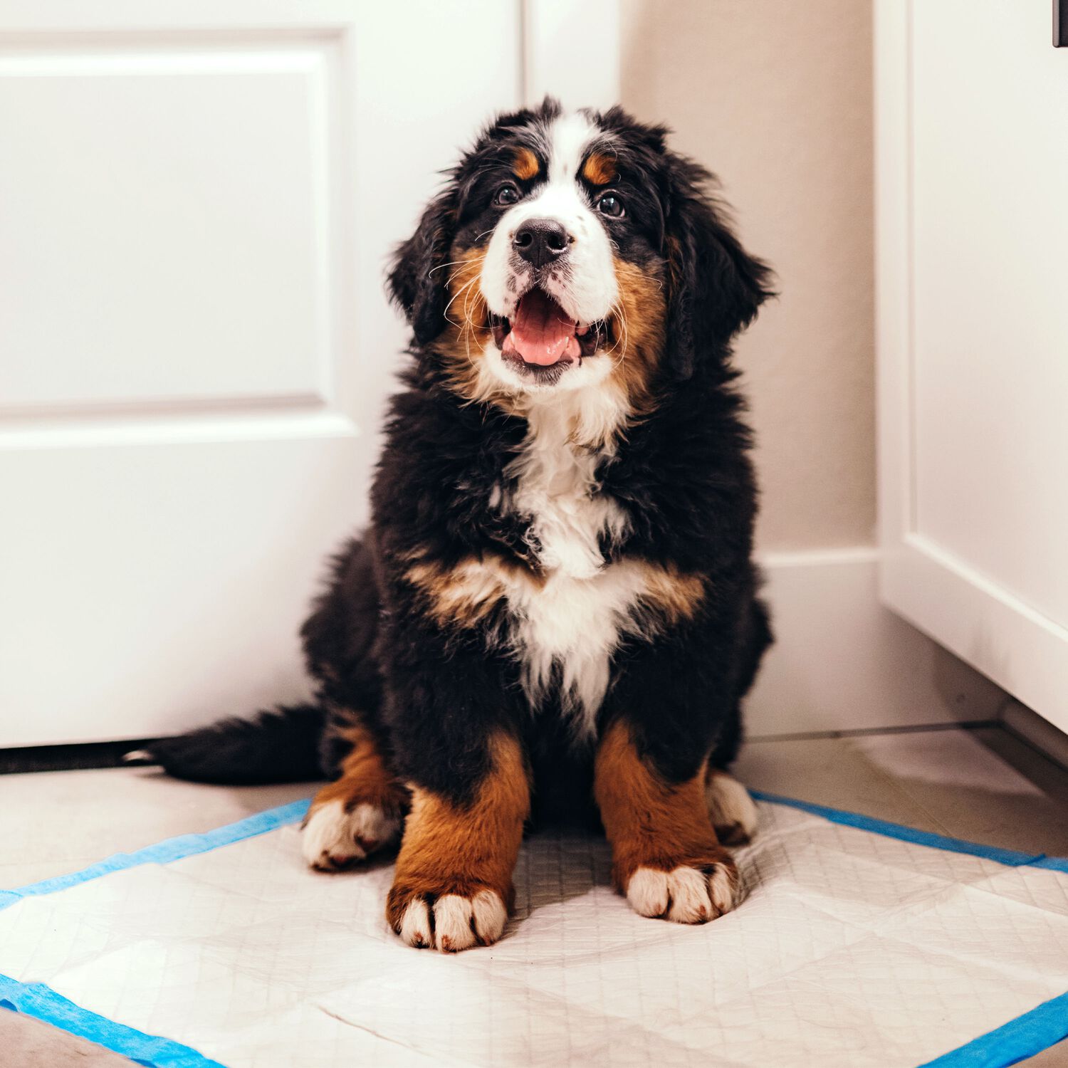 Four Paws Wee-Wee Superior Performance Dog Pee Pads 22" X 23", 30 Count