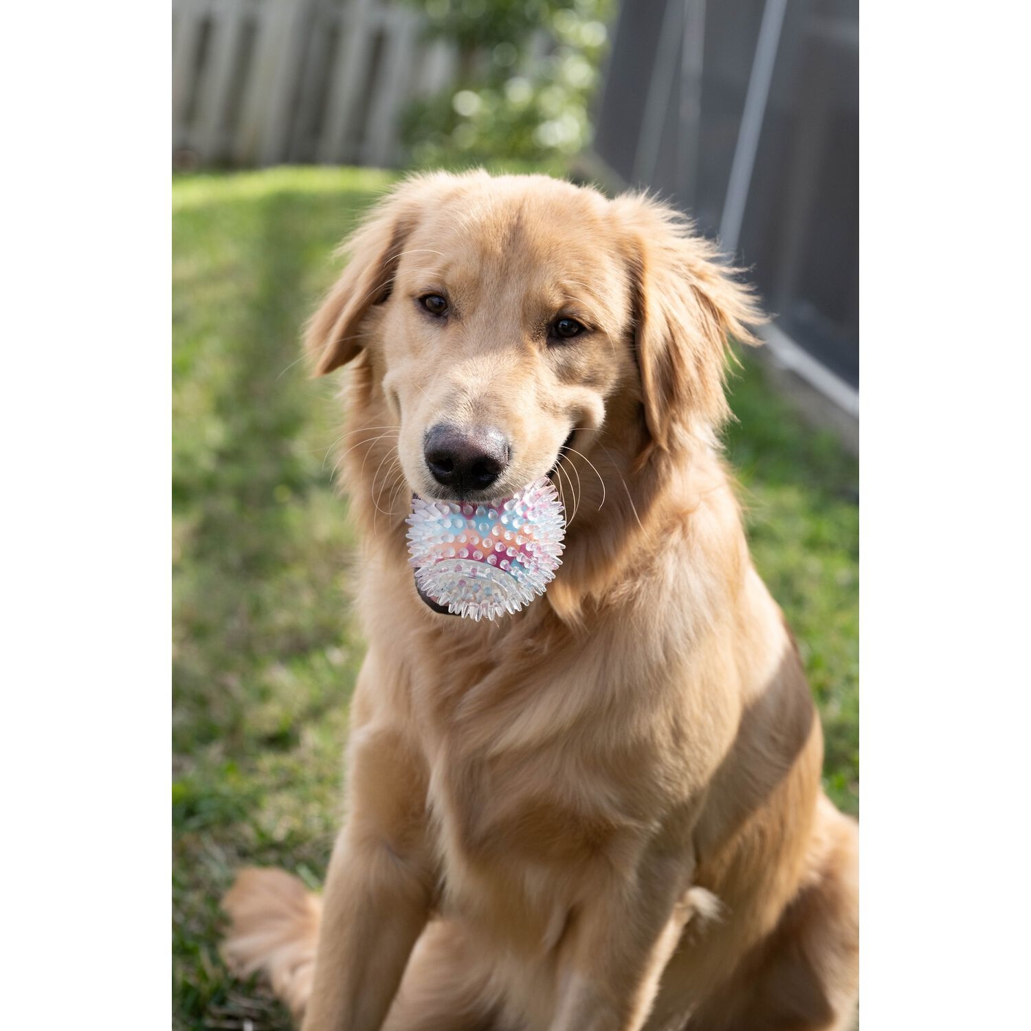 Chews Hues Spikey Multi-Color Squeaker Durable Ball Dog Toy For Medium To Large Sized Dogs