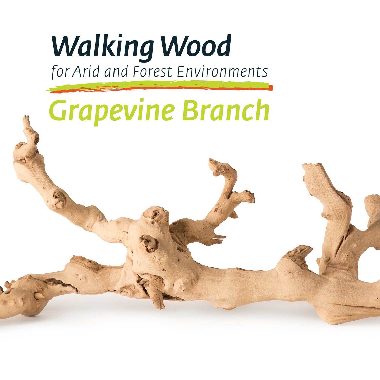 Gal&aacute;pagos Walking Wood, Grapevine Branch, Natural, 19-24In