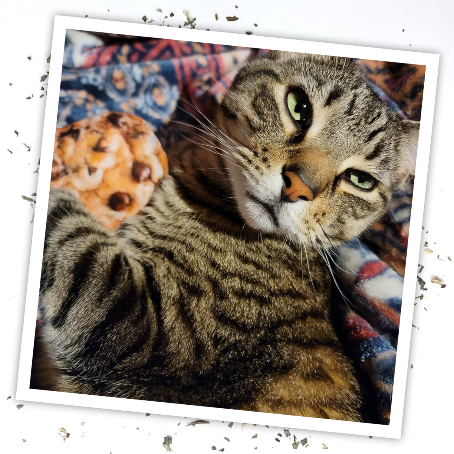 Meowijuana "Get Baked" Cookie Refillable Catnip Cat Toy